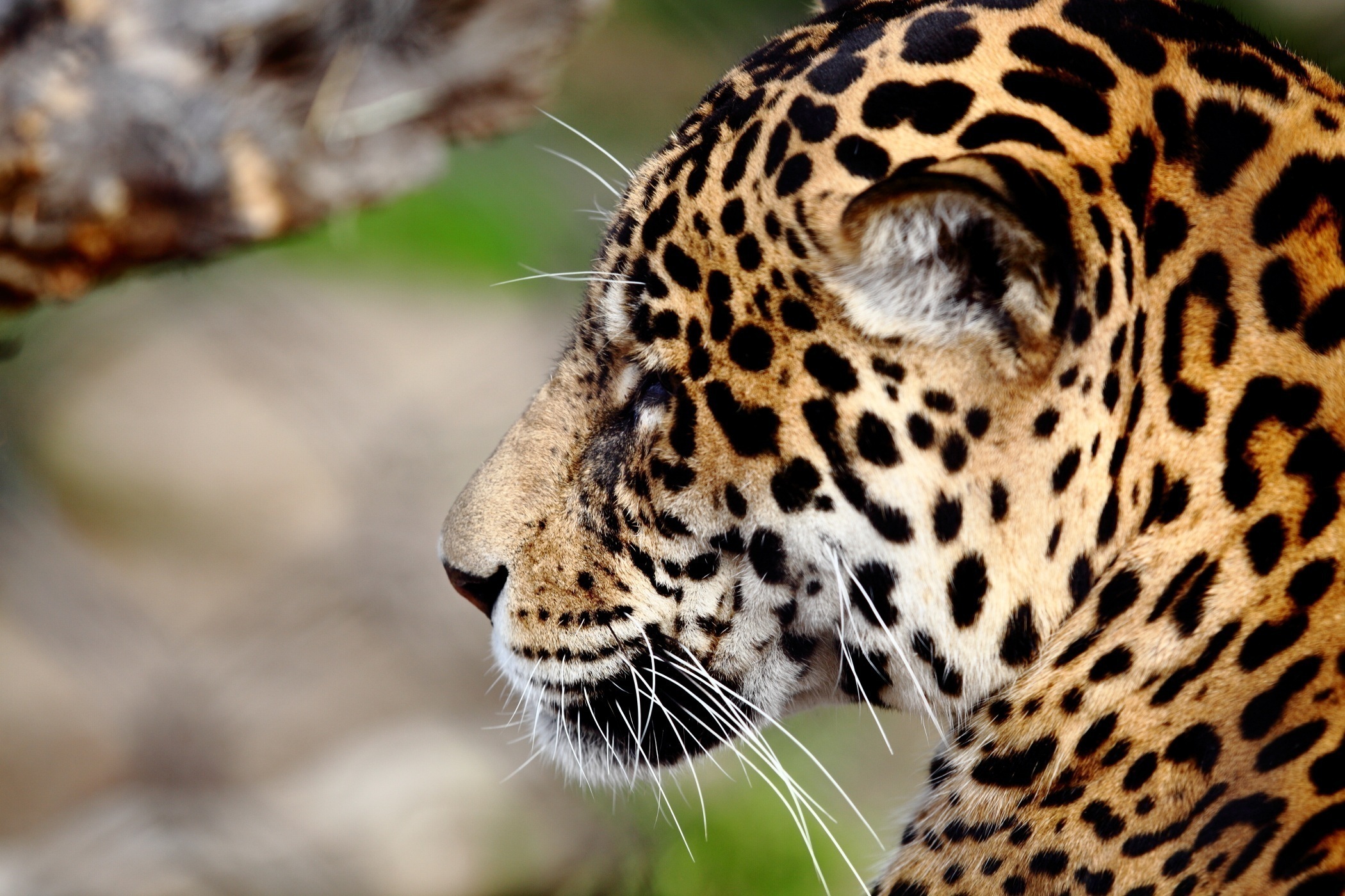 Laden Sie das Tiere, Katzen, Jaguar, Bokeh-Bild kostenlos auf Ihren PC-Desktop herunter