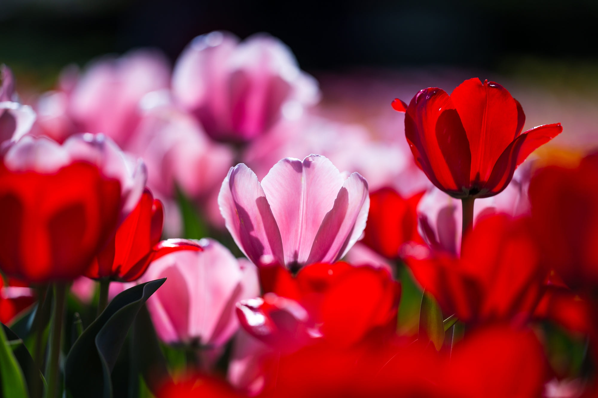 Download mobile wallpaper Nature, Flowers, Flower, Earth, Tulip, Red Flower, Pink Flower for free.