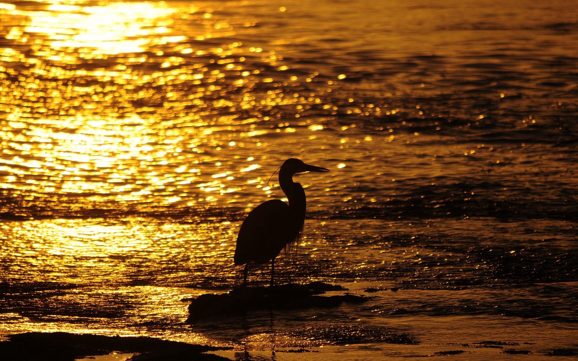 Download mobile wallpaper Animals, Bird, Sunset, Water for free.