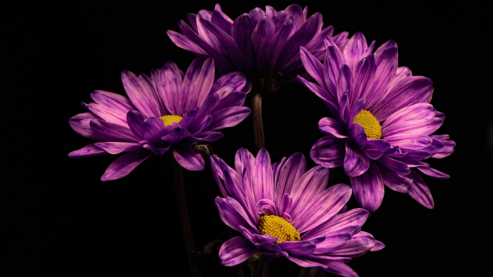 Téléchargez gratuitement l'image Fleurs, Chrysanthème, Terre/nature sur le bureau de votre PC