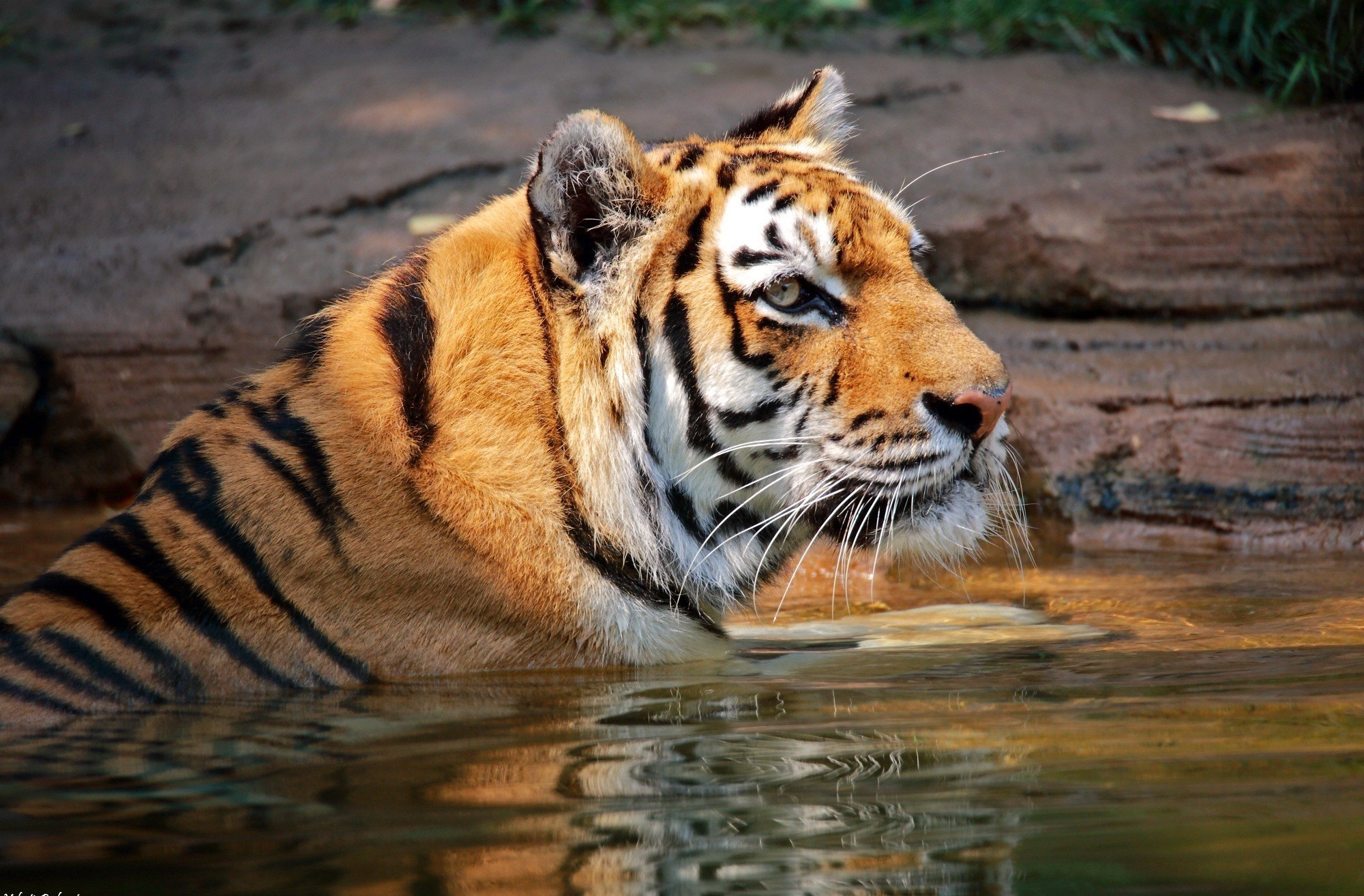 Descarga gratuita de fondo de pantalla para móvil de Animales, Gatos, Tigre.