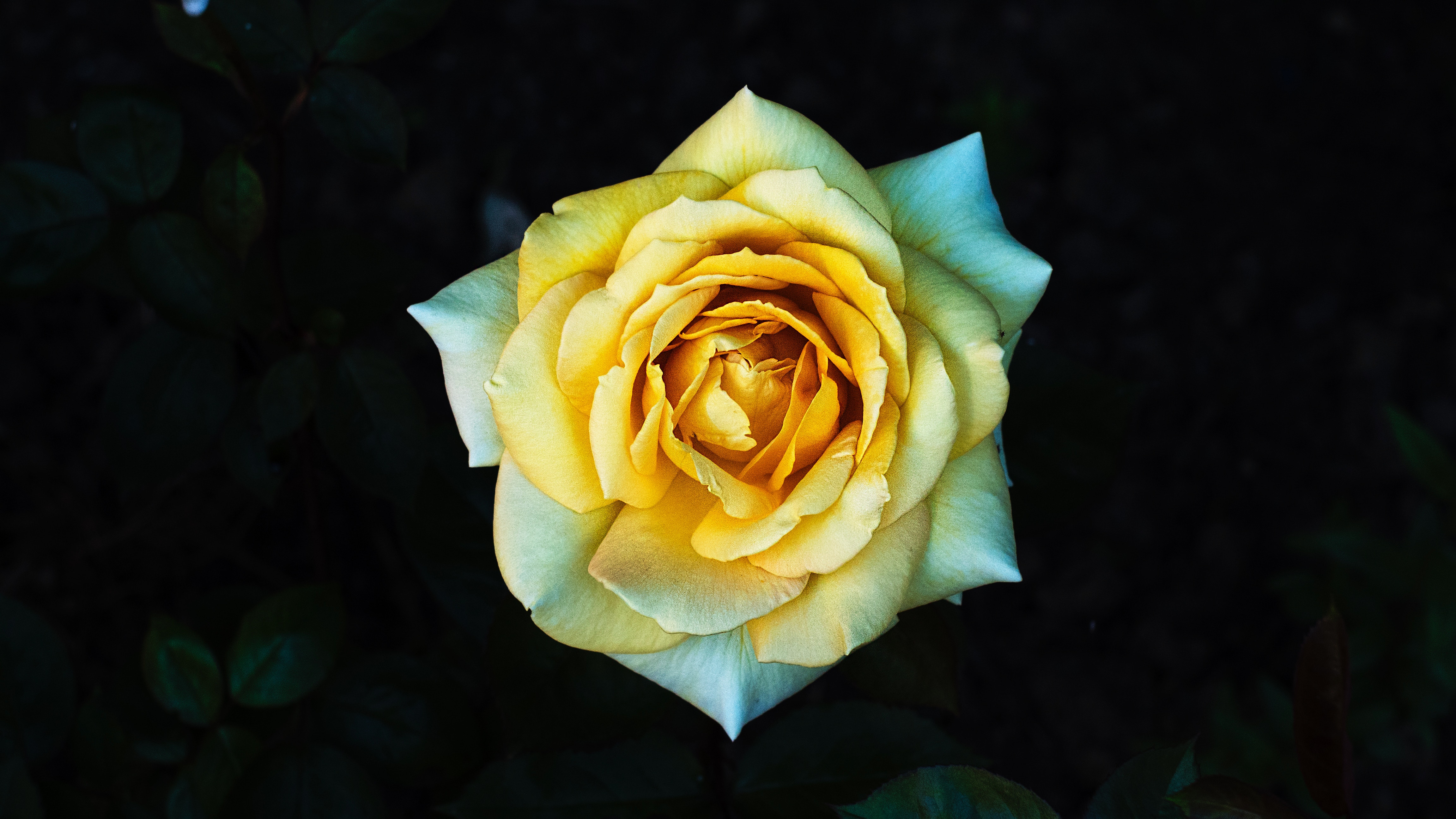 Laden Sie das Rose, Blumen, Blütenblätter, Nahaufnahme-Bild kostenlos auf Ihren PC-Desktop herunter