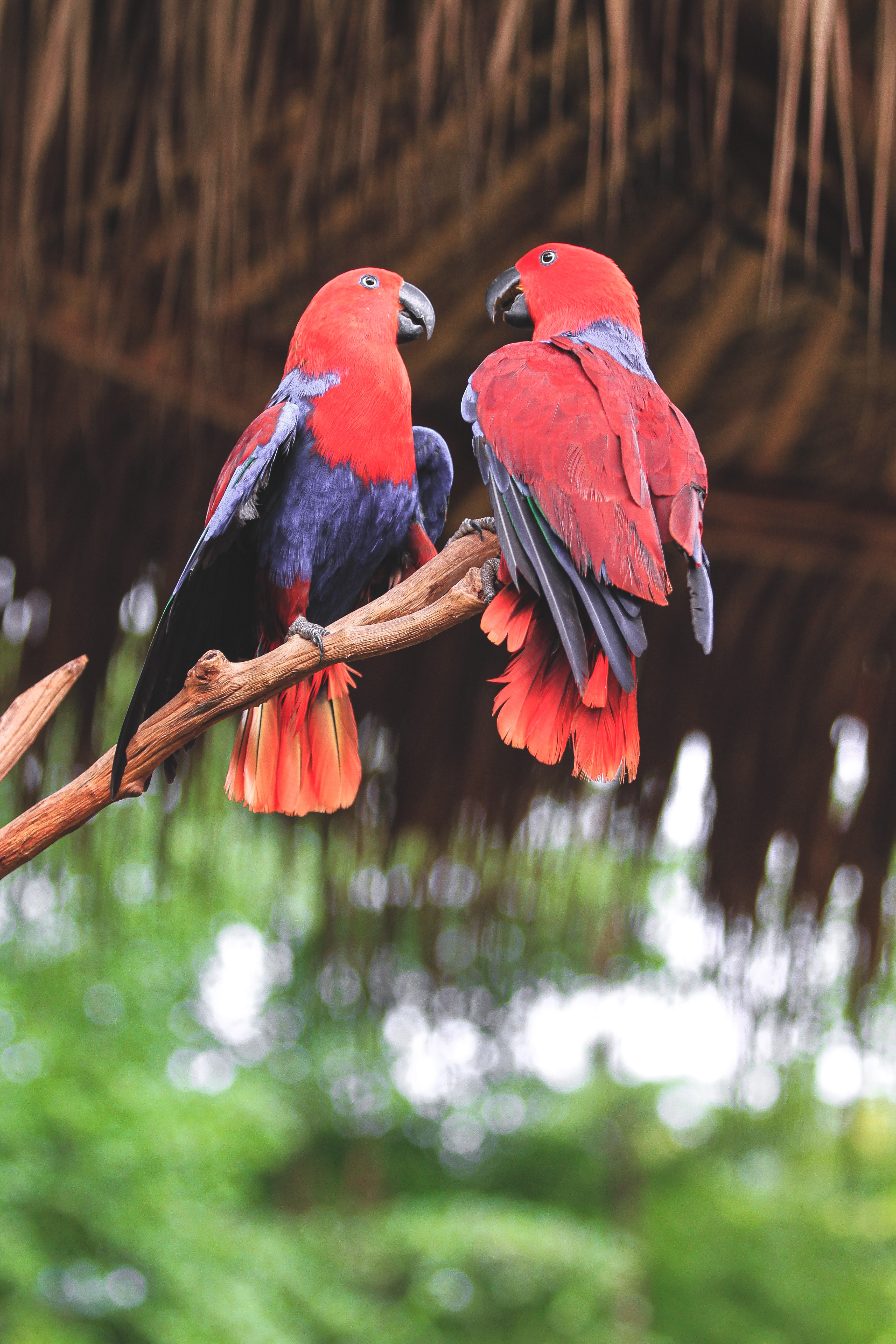 birds, parrots, animals, red, branch HD wallpaper