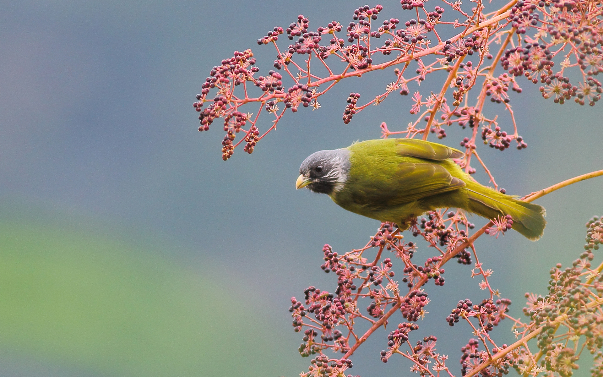 Téléchargez des papiers peints mobile Animaux, Oiseau, Des Oiseaux gratuitement.