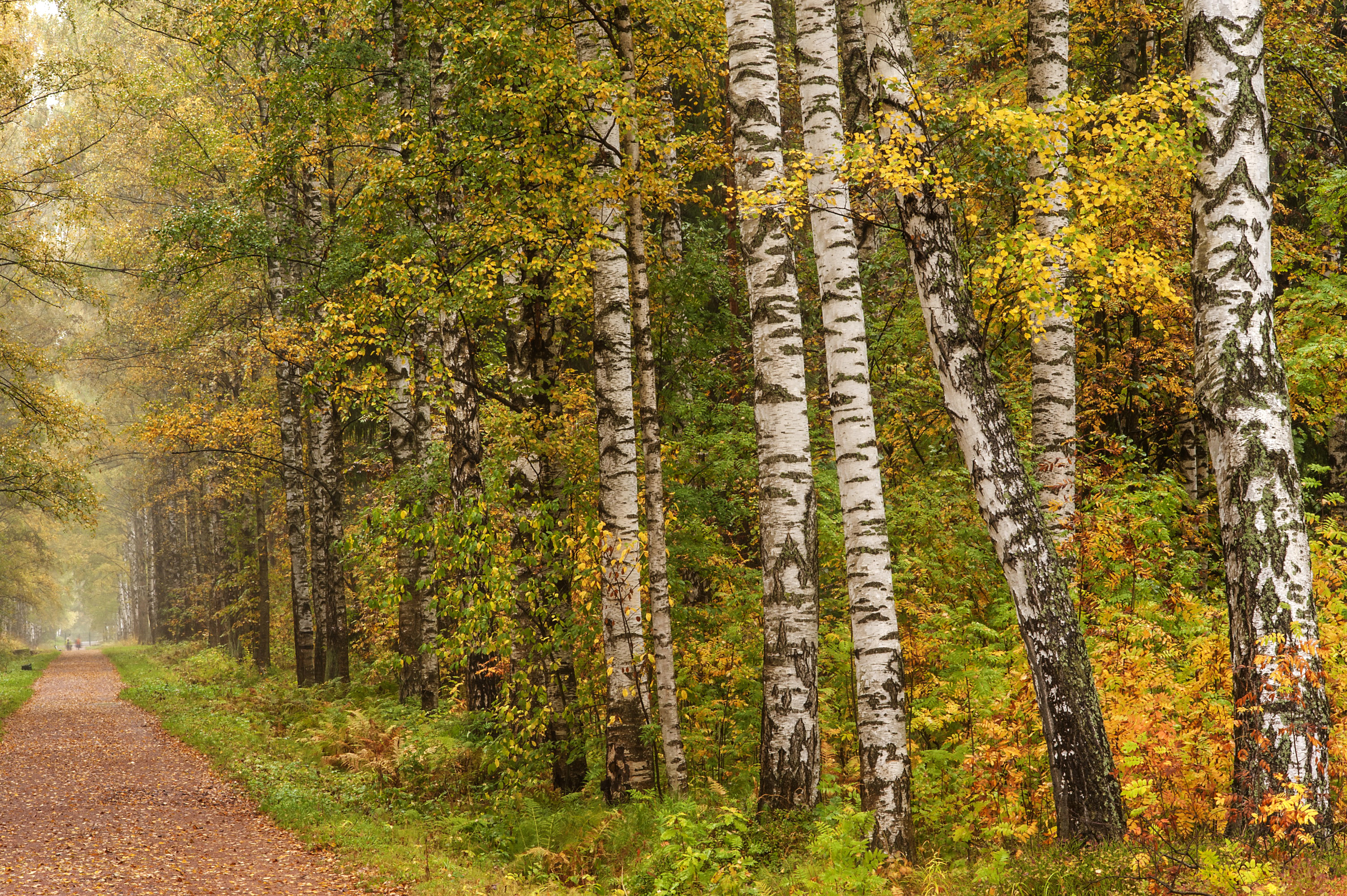 Free download wallpaper Forest, Tree, Fall, Path, Birch, Man Made on your PC desktop
