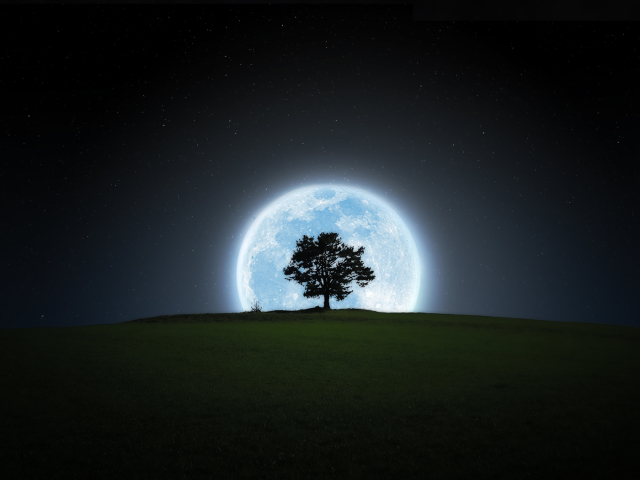 Скачать картинку Ночь, Луна, Силуэт, Дерево, Земля/природа в телефон бесплатно.