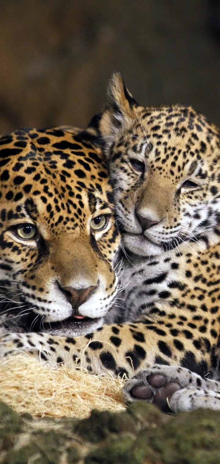 Descarga gratuita de fondo de pantalla para móvil de Animales, Gatos, Jaguar, Leopardo, Cachorro, Bebe Animal.