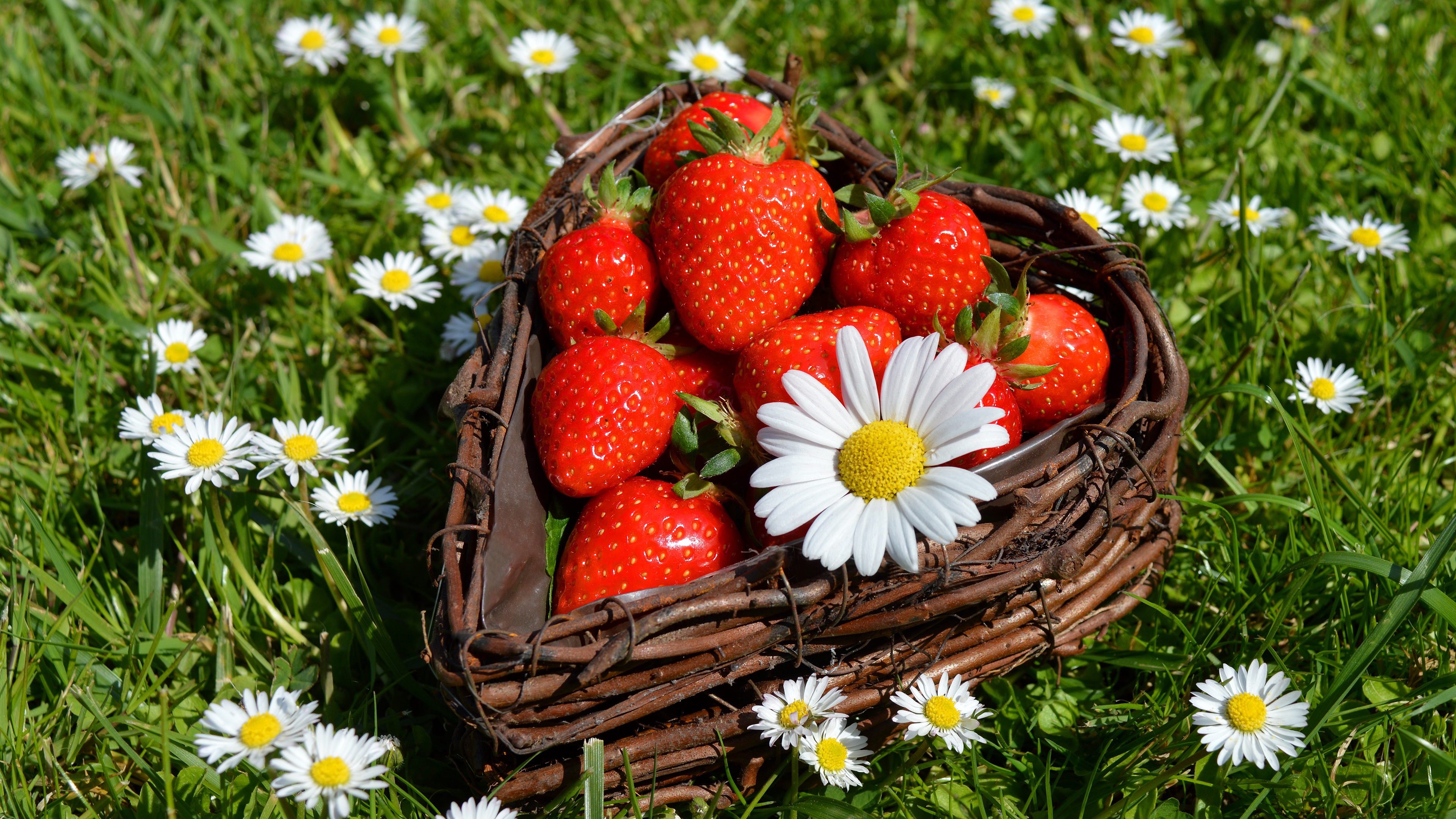 Download mobile wallpaper Fruits, Food, Strawberry, Berry, Chamomile, Heart Shaped for free.