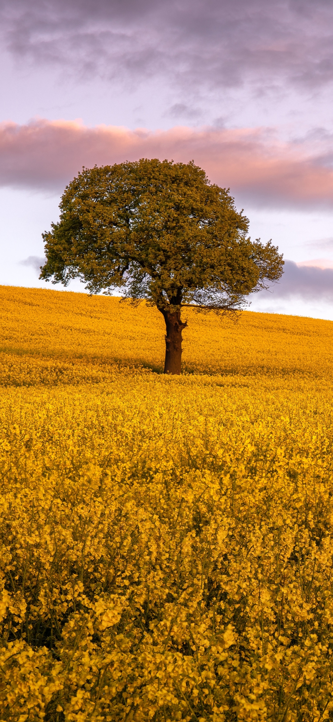 Download mobile wallpaper Flower, Tree, Earth, Yellow Flower, Rapeseed for free.