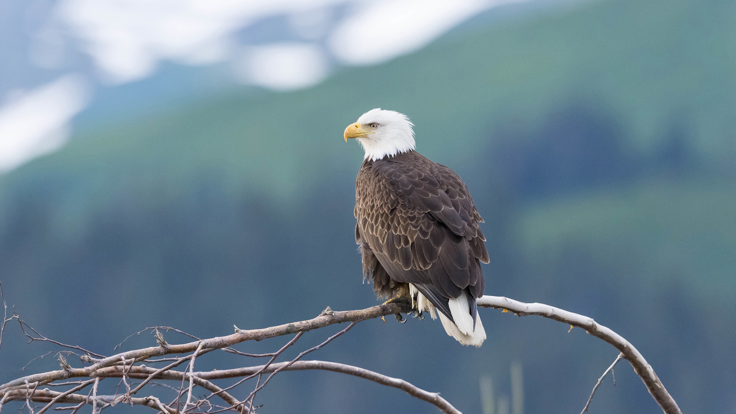 Free download wallpaper Birds, Bird, Animal, Bald Eagle on your PC desktop