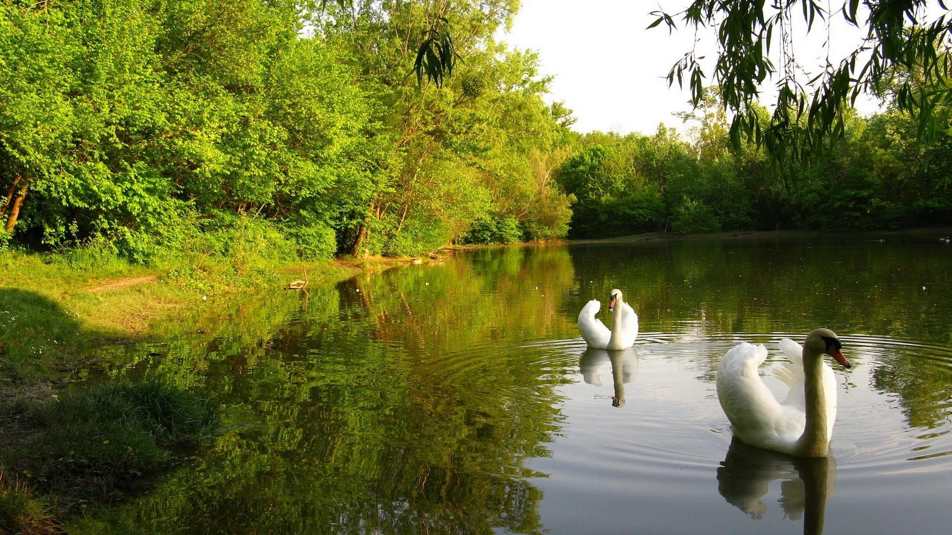 Laden Sie das Flüsse, Tiere, Vögel, Swans-Bild kostenlos auf Ihren PC-Desktop herunter