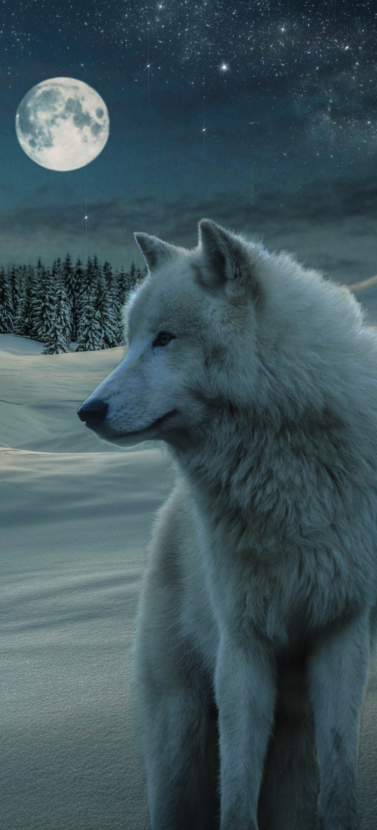 Handy-Wallpaper Tiere, Mond, Wolf, Weißer Wolf, Wolves kostenlos herunterladen.