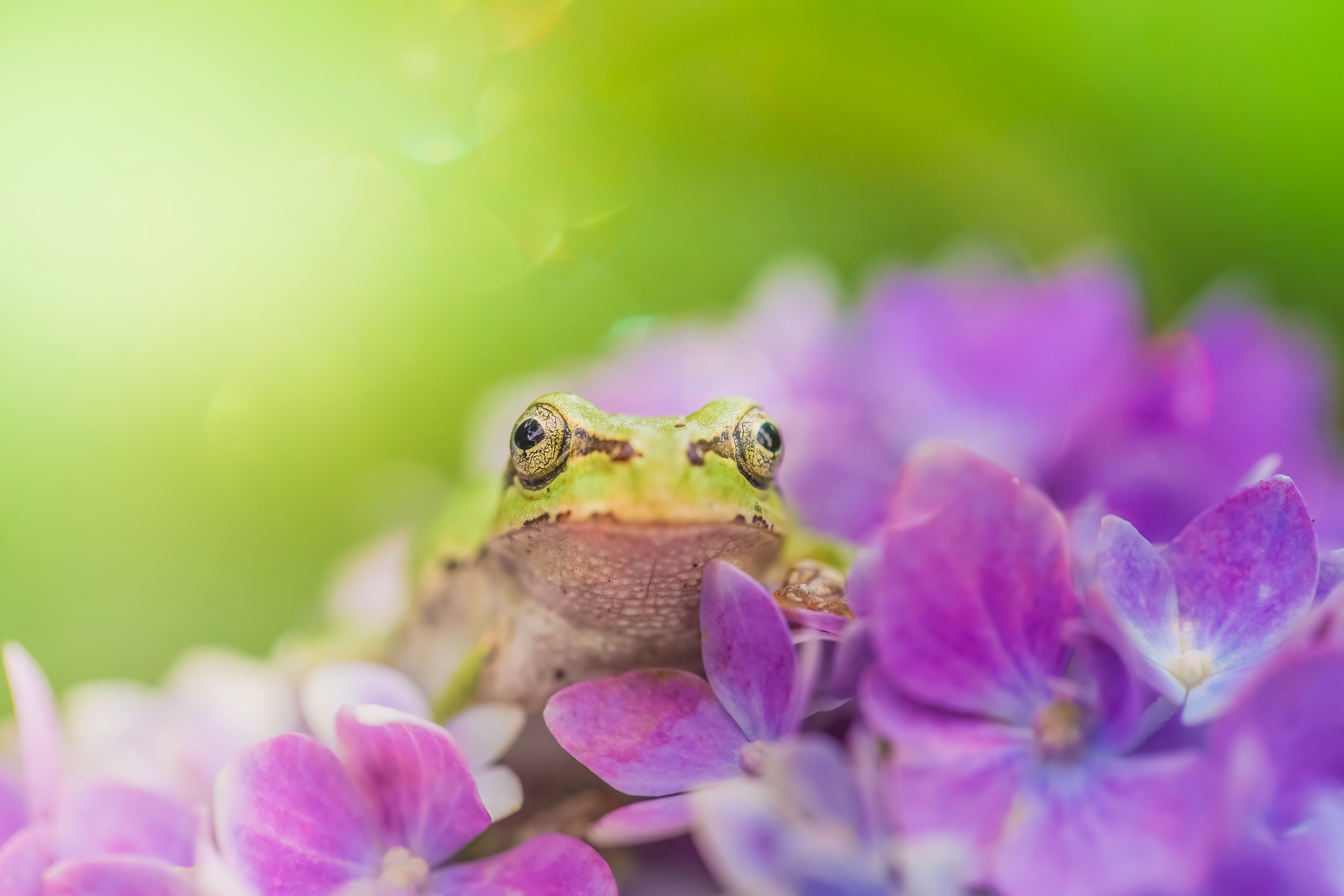 PCデスクトップに動物, カエル, 花, 両生類, 紫色の花画像を無料でダウンロード