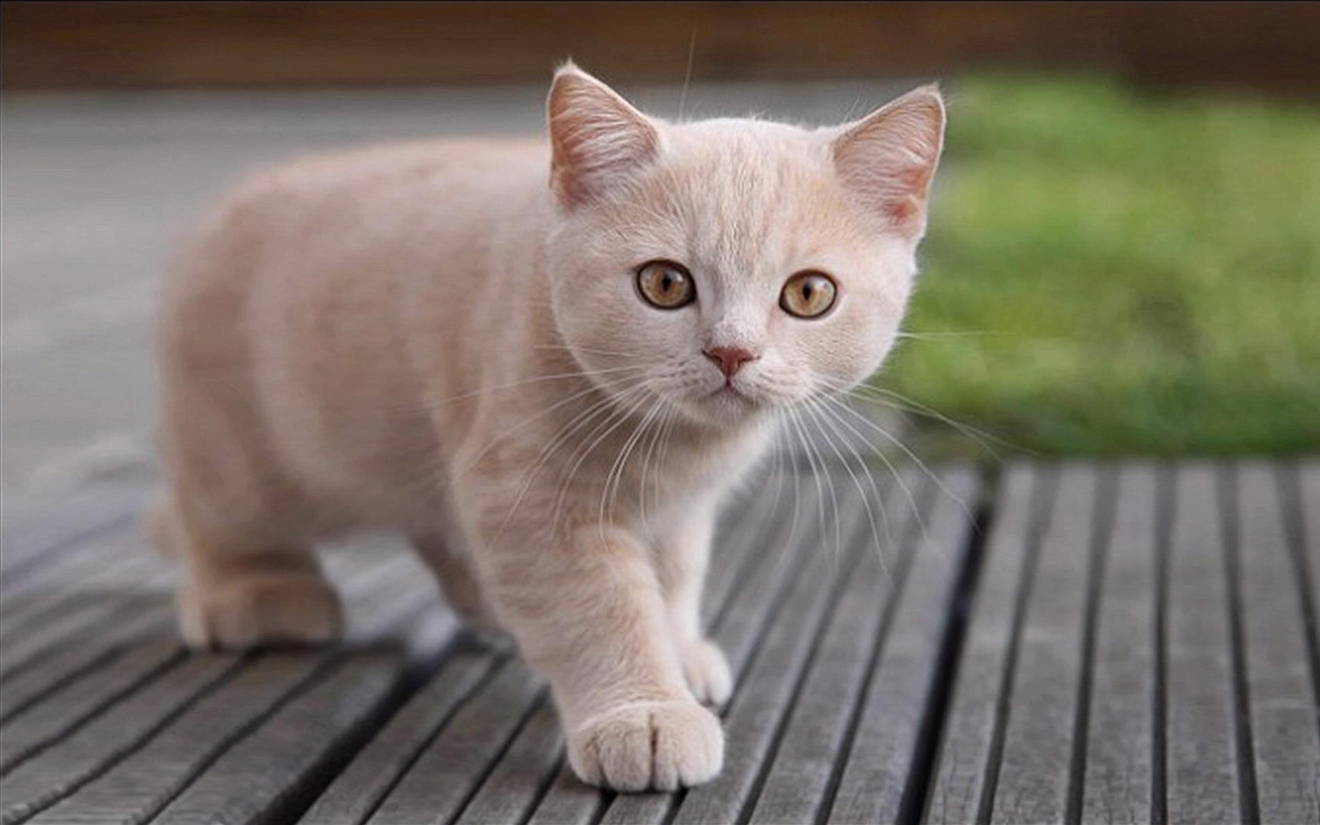 Téléchargez des papiers peints mobile Animaux, Chat gratuitement.