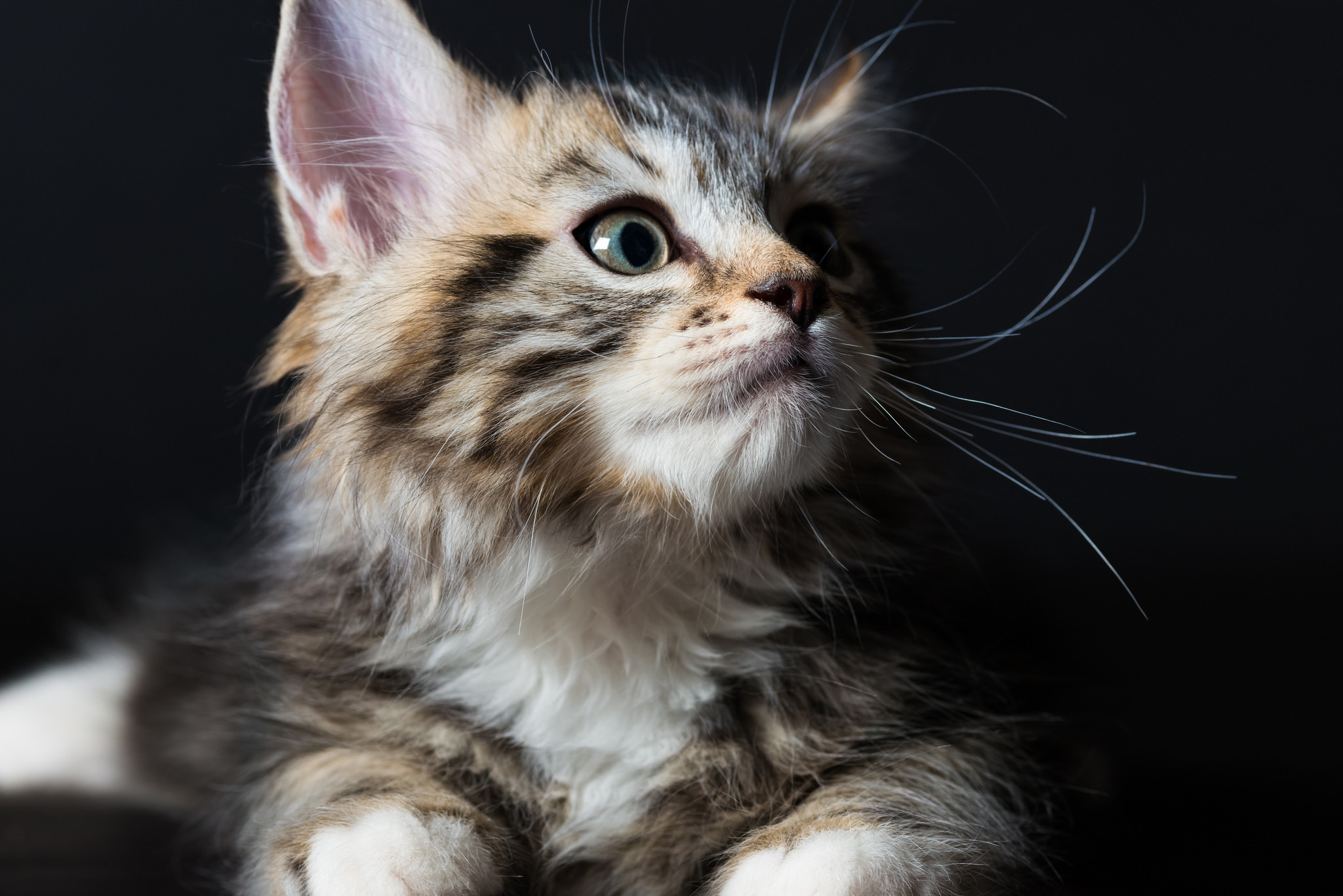 Download mobile wallpaper Cat, Cats, Animal for free.