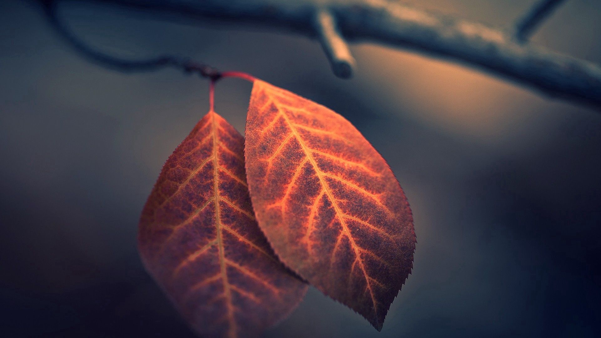 Download mobile wallpaper Branch, Macro, Leaves, Plant for free.