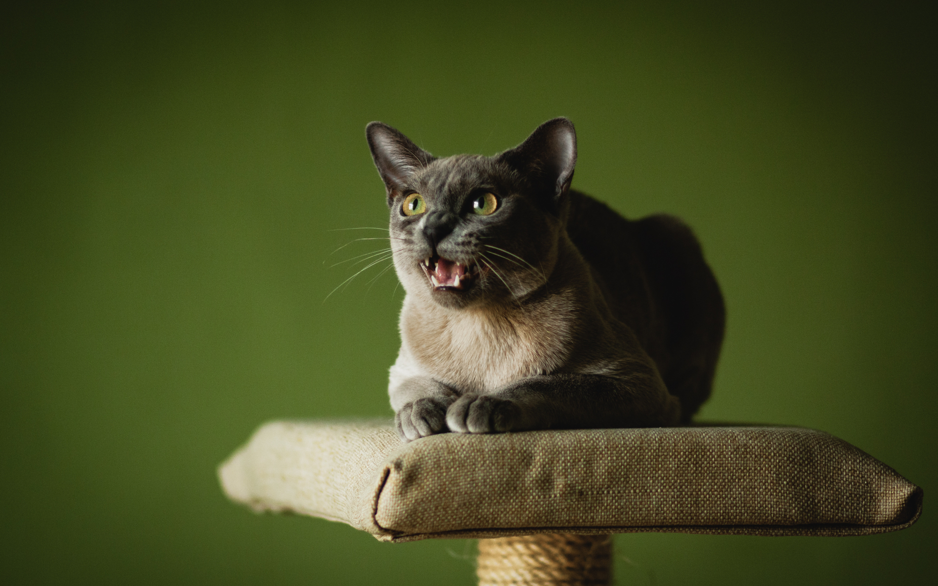 Baixe gratuitamente a imagem Animais, Gatos, Gato na área de trabalho do seu PC