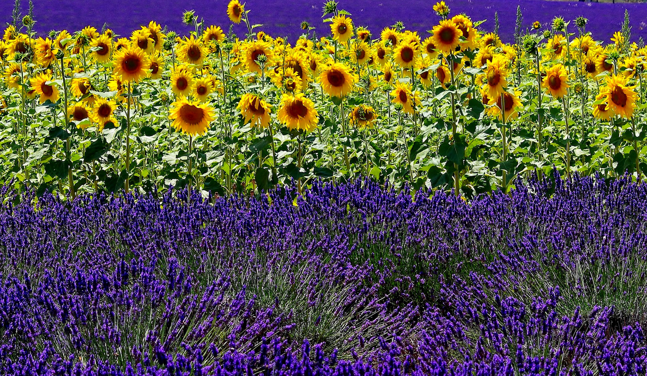 Handy-Wallpaper Natur, Blumen, Sommer, Blume, Feld, Sonnenblume, Lavendel, Erde/natur kostenlos herunterladen.