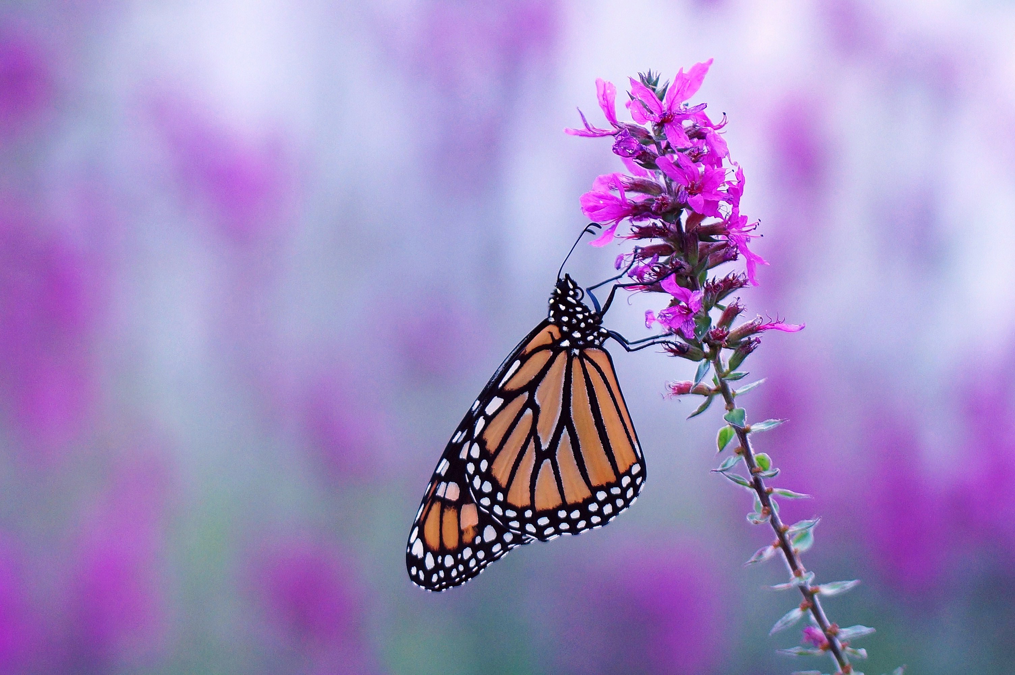 763330 скачать обои животные, бабочка, размытие, цветок, насекомое, бабочка монарх, фиолетовый цветок - заставки и картинки бесплатно