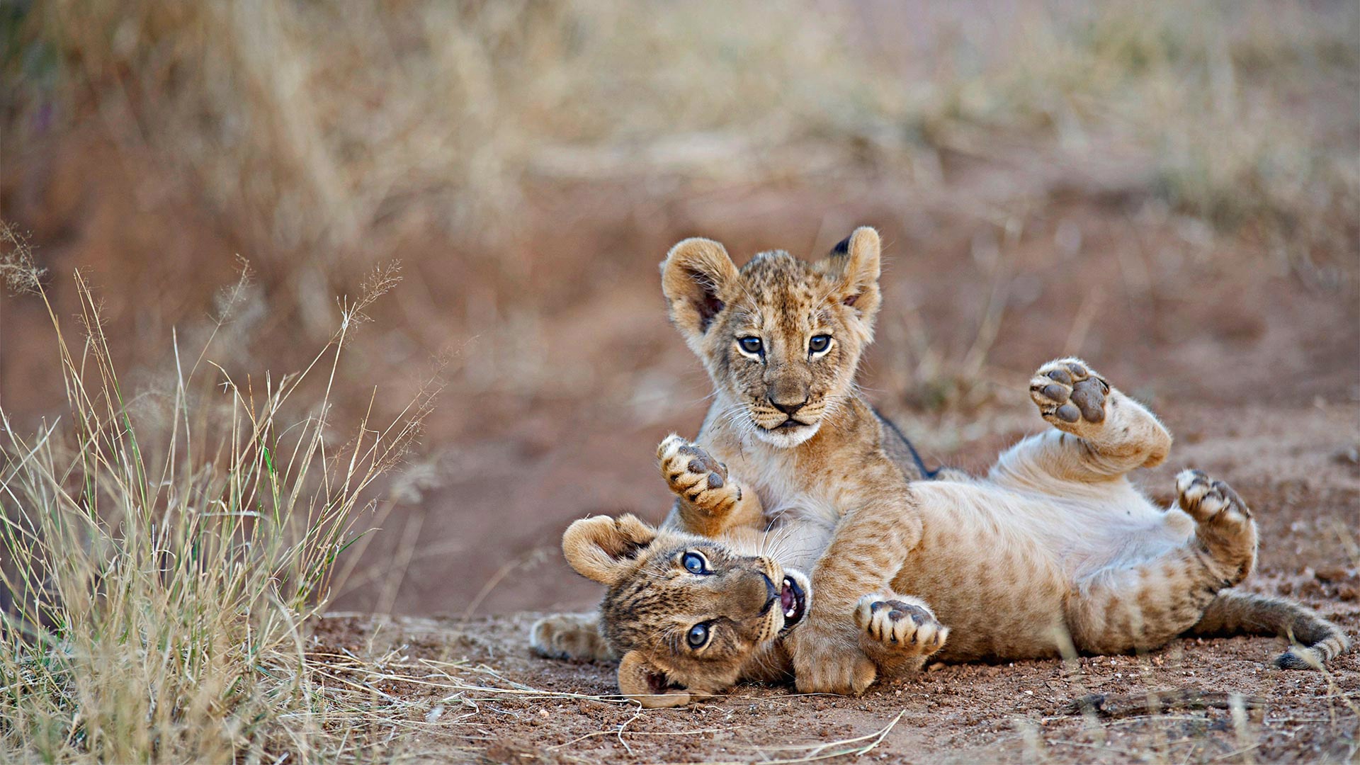 Laden Sie das Tiere, Katzen, Löwe, Tierbaby, Jungtier-Bild kostenlos auf Ihren PC-Desktop herunter