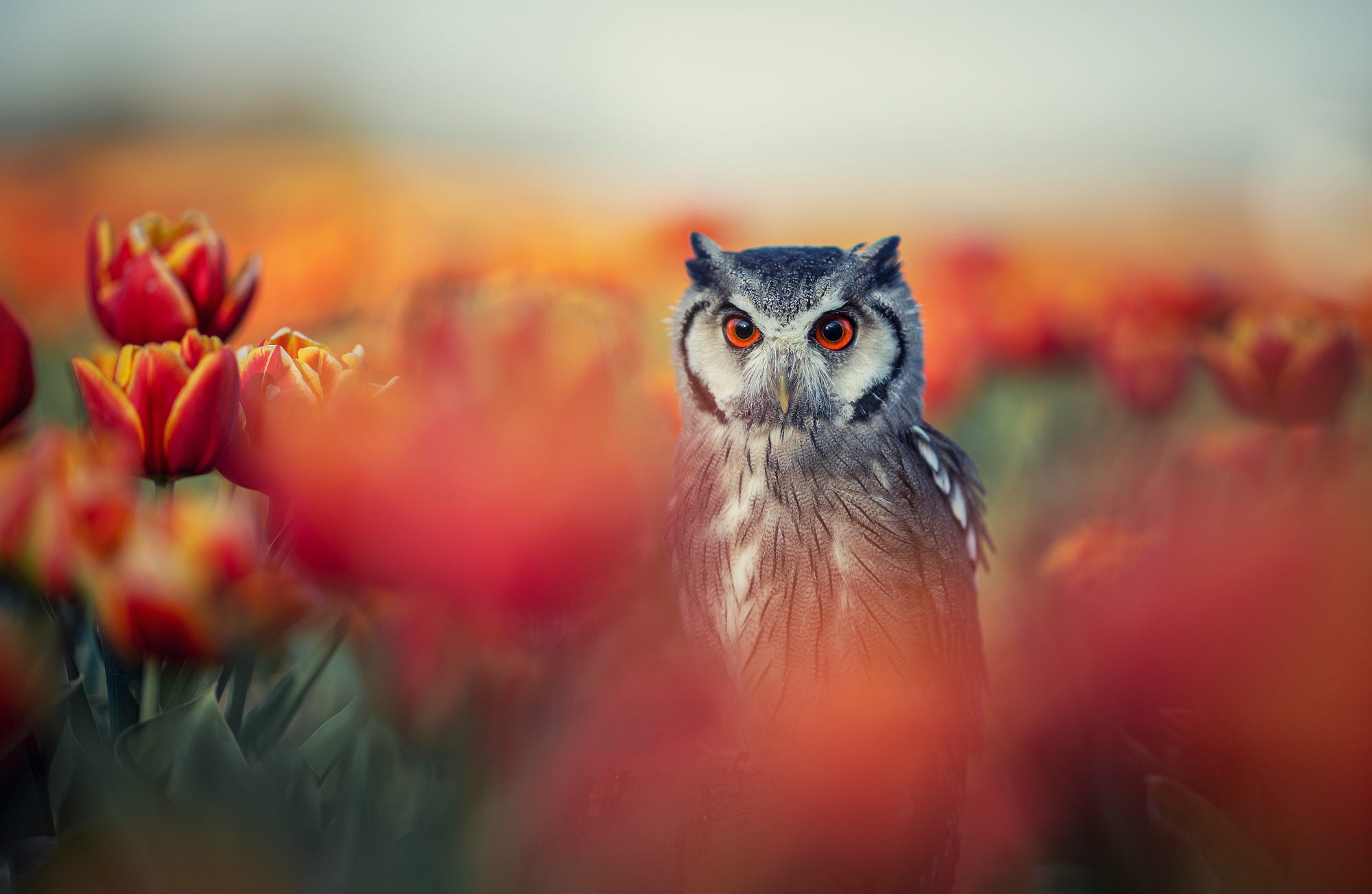 Download mobile wallpaper Birds, Owl, Flower, Bird, Animal, Spring, Tulip for free.