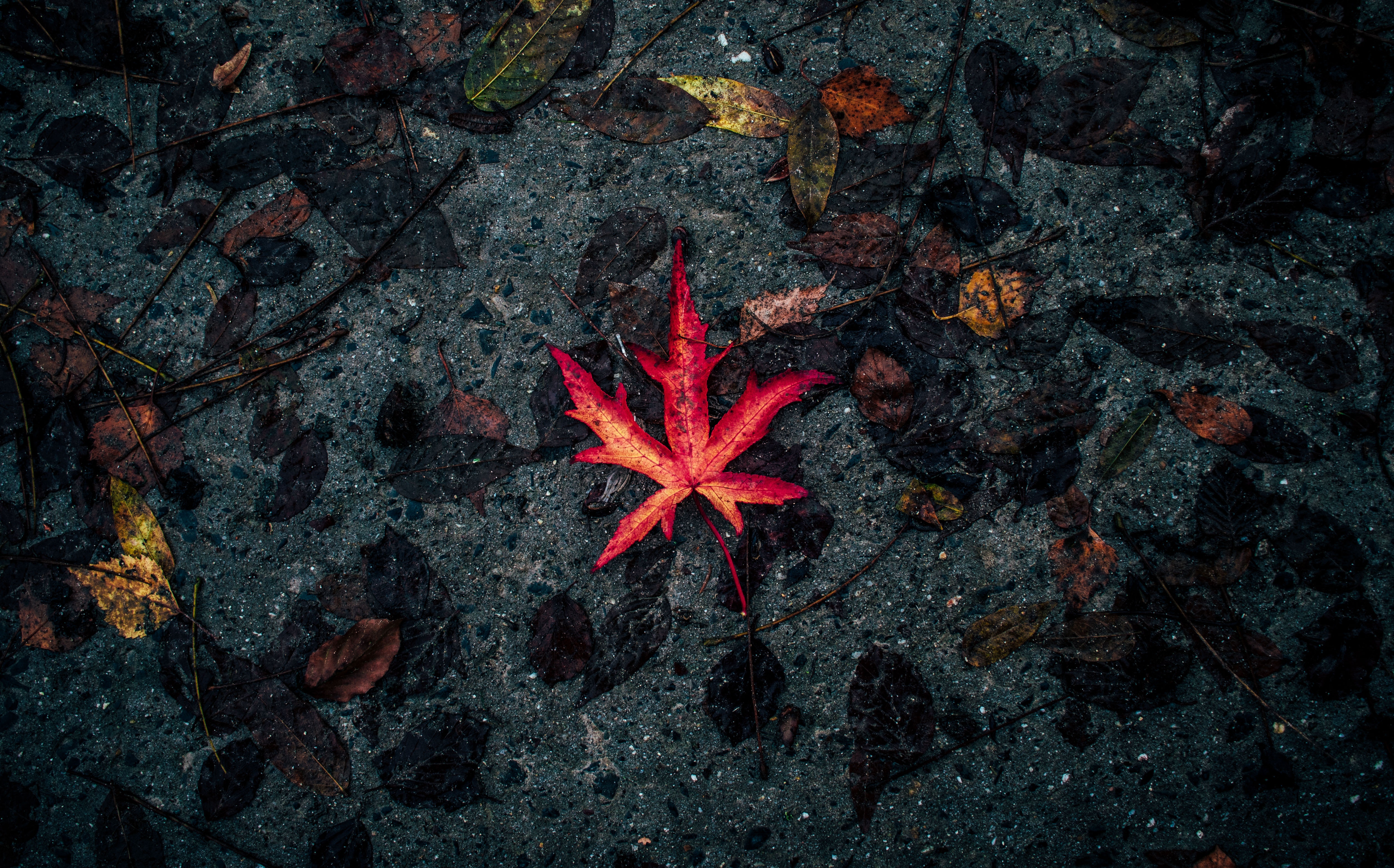 leaf, sheet, nature, autumn, dry, fallen cellphone