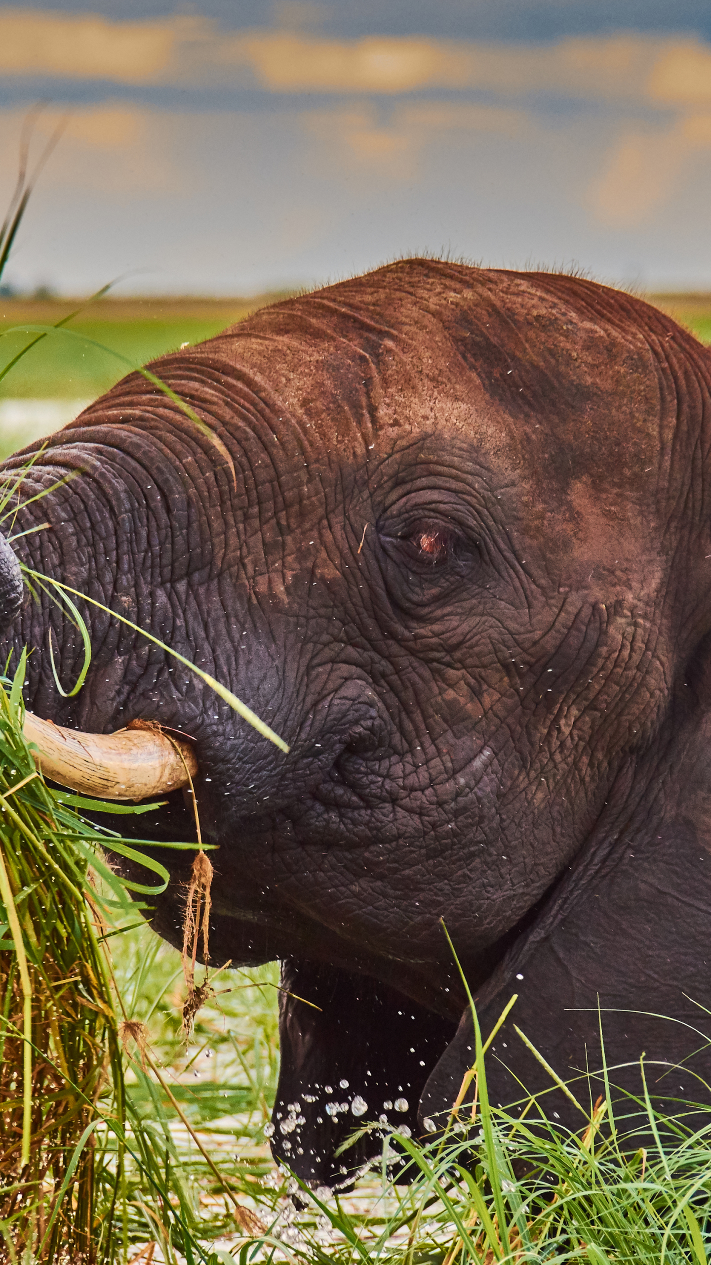 Download mobile wallpaper Elephants, Animal, Elephant, African Bush Elephant for free.
