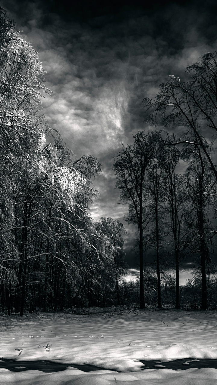 Download mobile wallpaper Winter, Sky, Night, Snow, Tree, Earth, Cloud, Black & White for free.