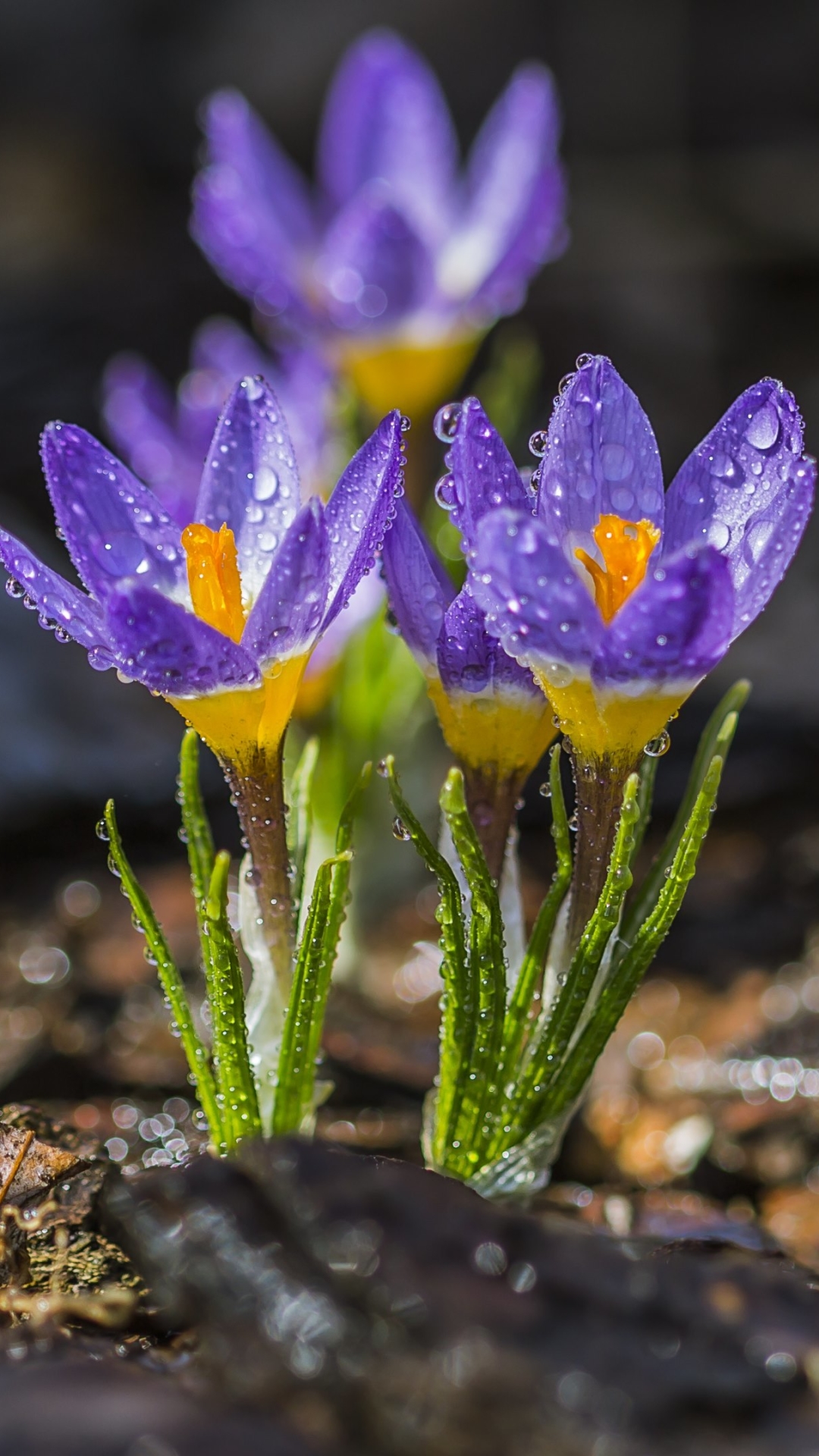 Download mobile wallpaper Nature, Flowers, Flower, Earth, Crocus, Water Drop for free.
