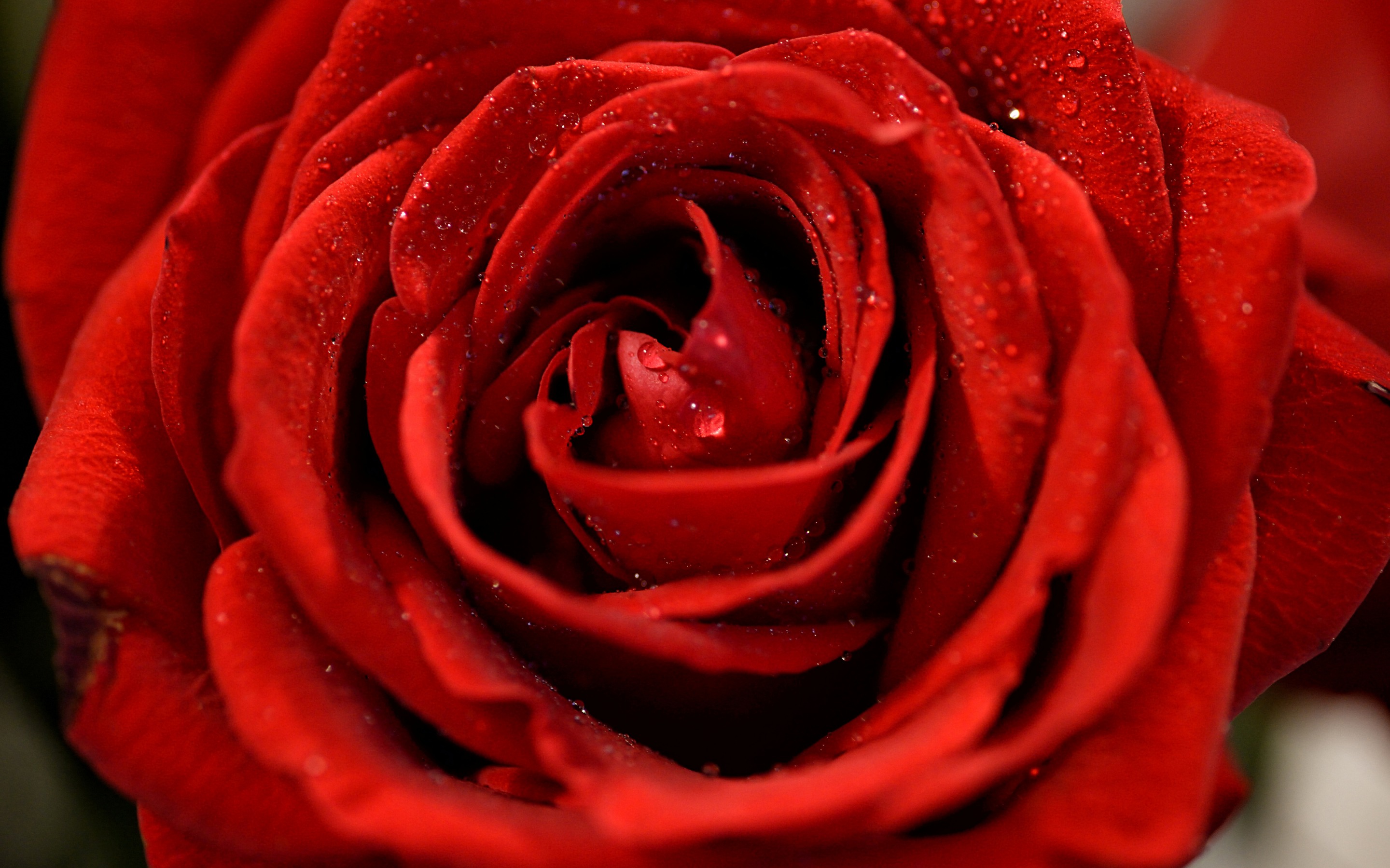 Download mobile wallpaper Flowers, Rose, Earth, Red Rose for free.