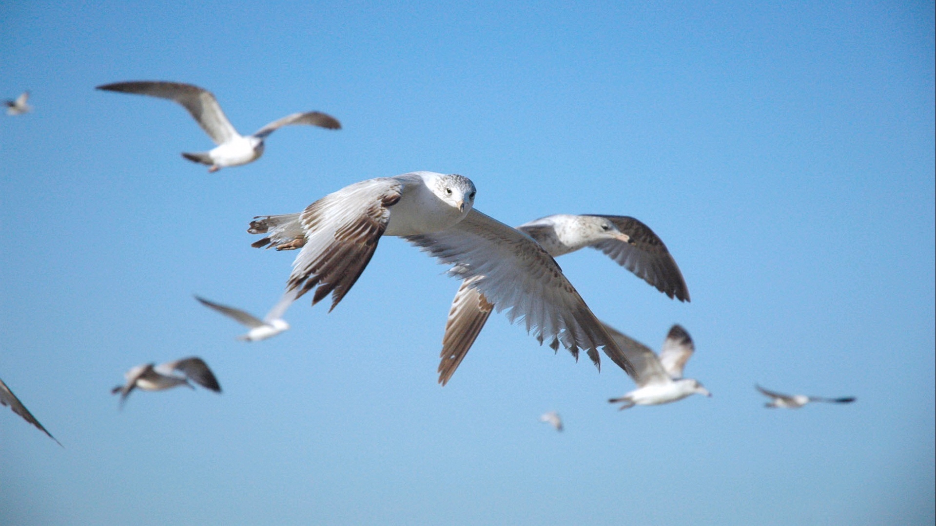 Baixe gratuitamente a imagem Animais, Aves, Pássaro na área de trabalho do seu PC