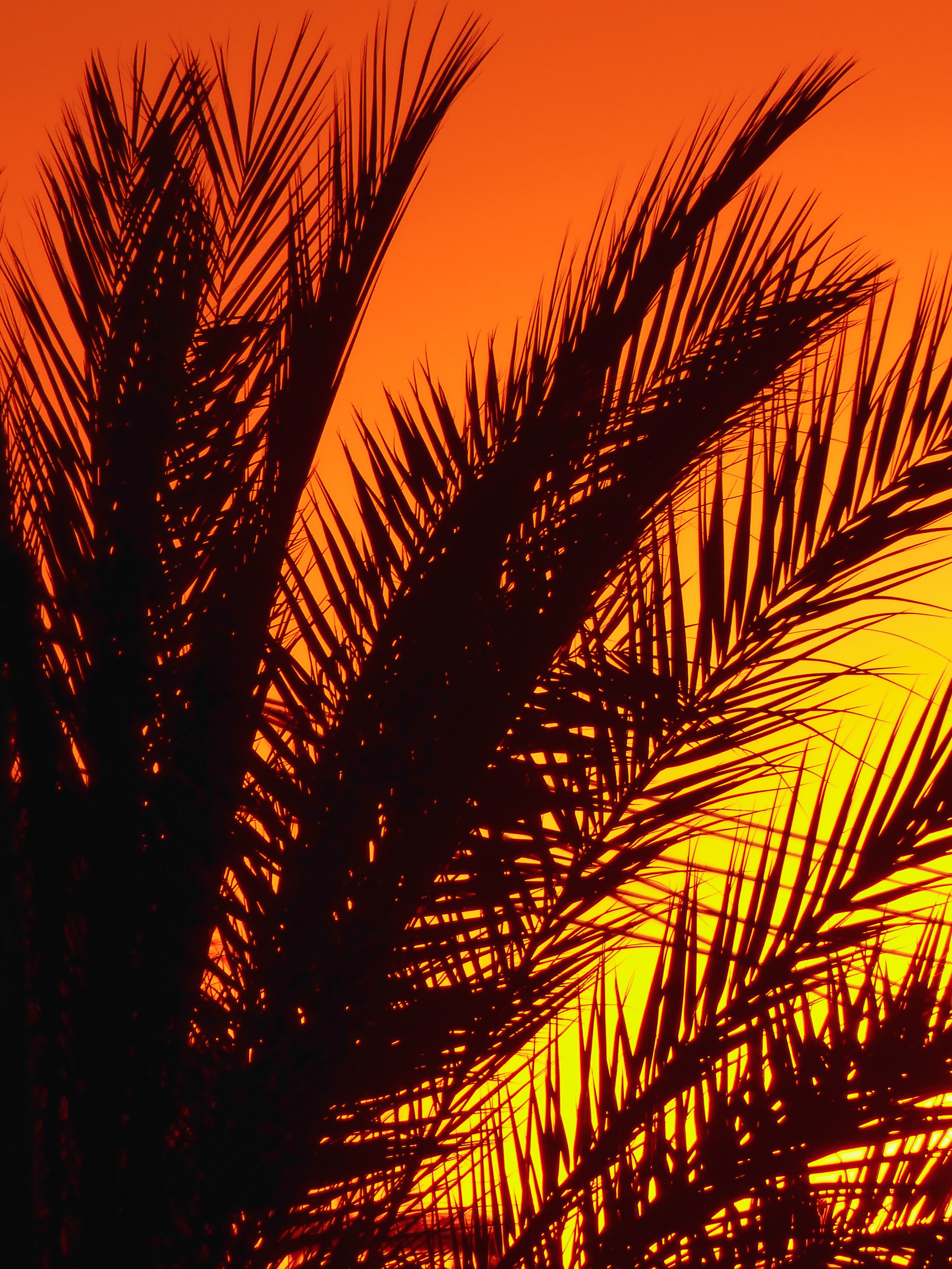 Download mobile wallpaper Sunset, Branches, Dusk, Twilight, Palm, Dark for free.