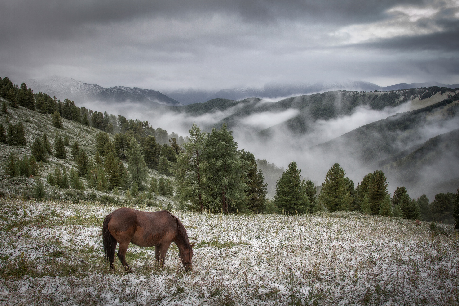 Download mobile wallpaper Landscape, Nature, Mountain, Fog, Animal, Horse for free.