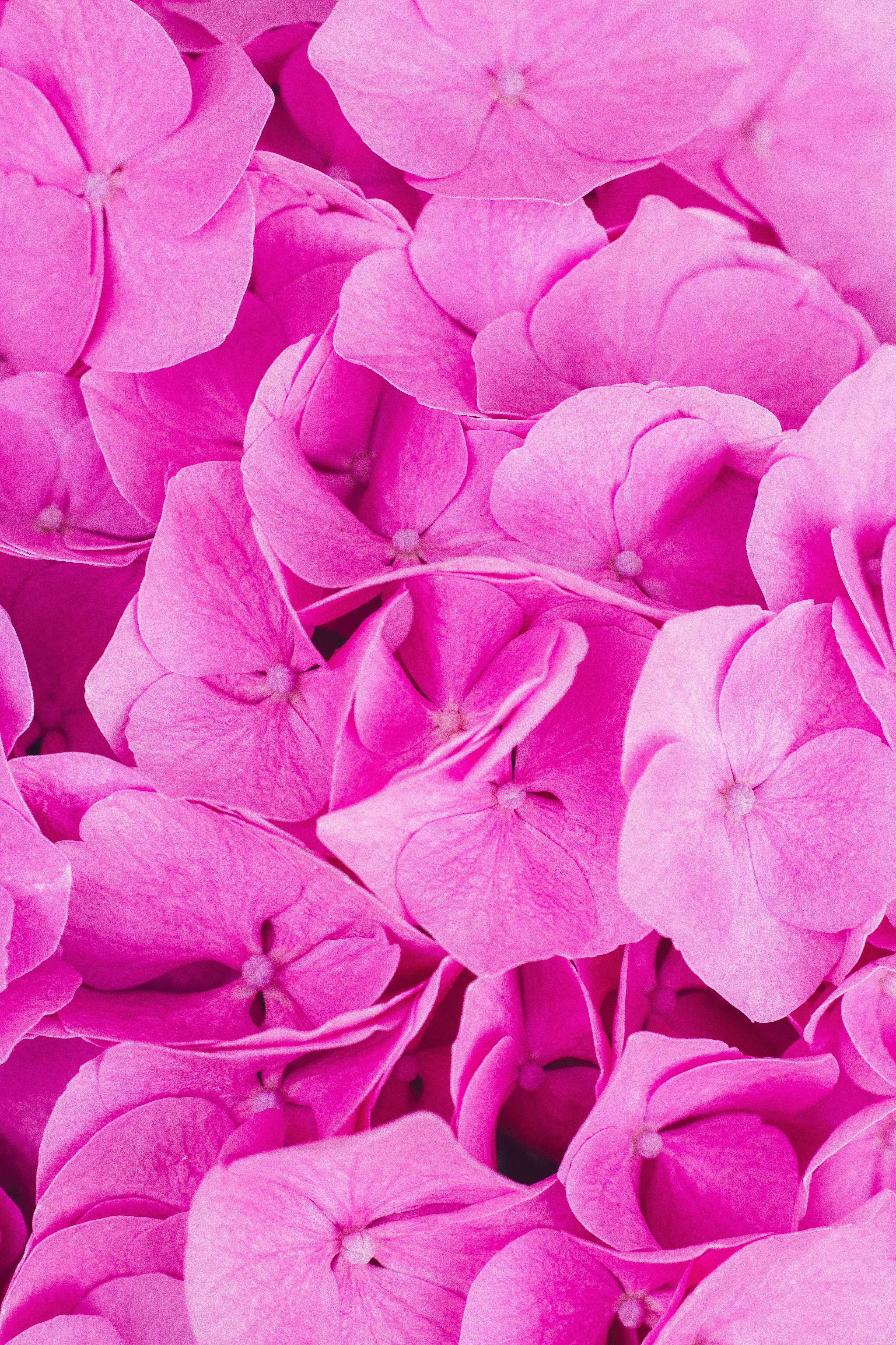 109464 baixar imagens flores, rosa, pétalas, cor de rosa, hortênsia, inflorescências, inflorescência - papéis de parede e protetores de tela gratuitamente