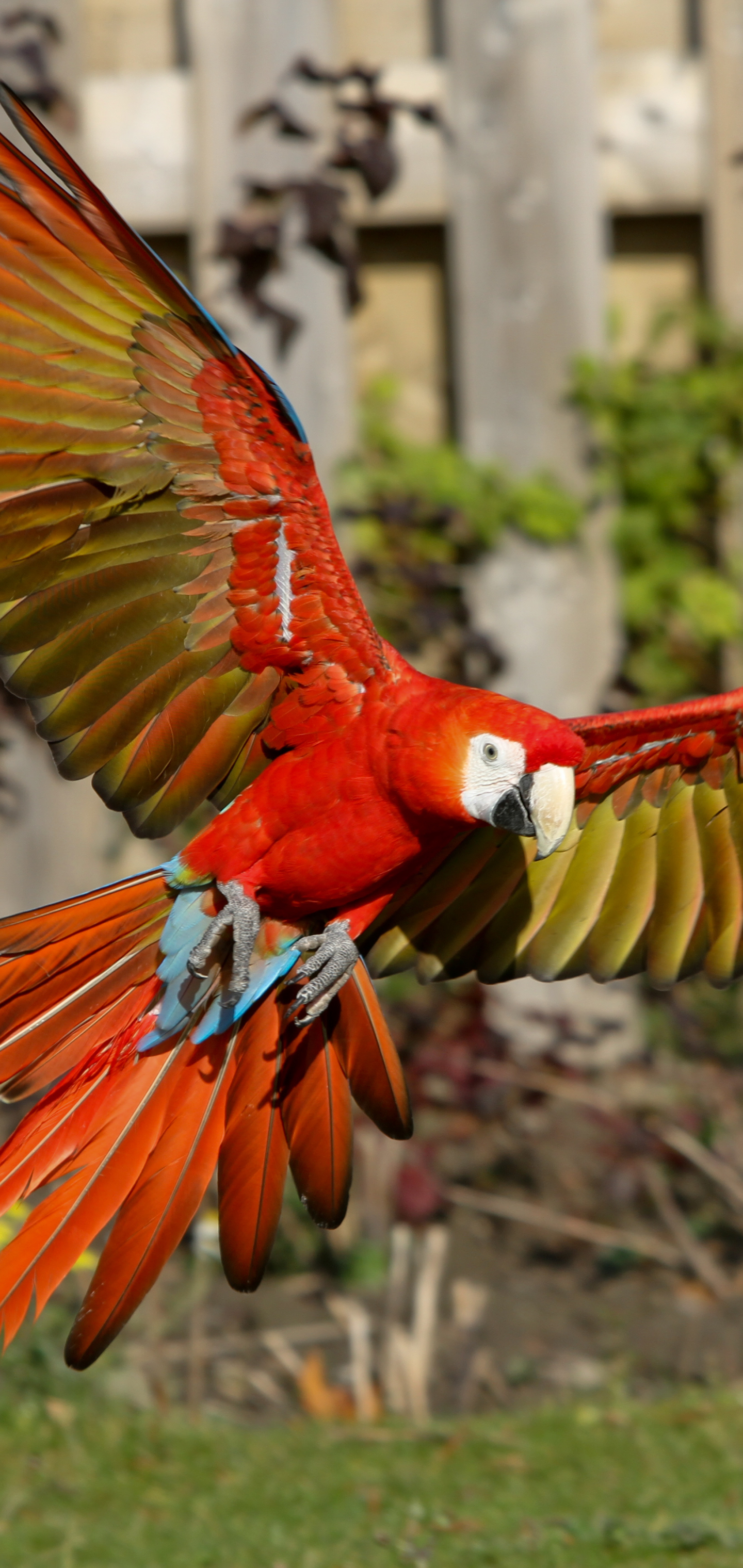無料モバイル壁紙動物, 鳥, スカーレット・コンゴウインコをダウンロードします。