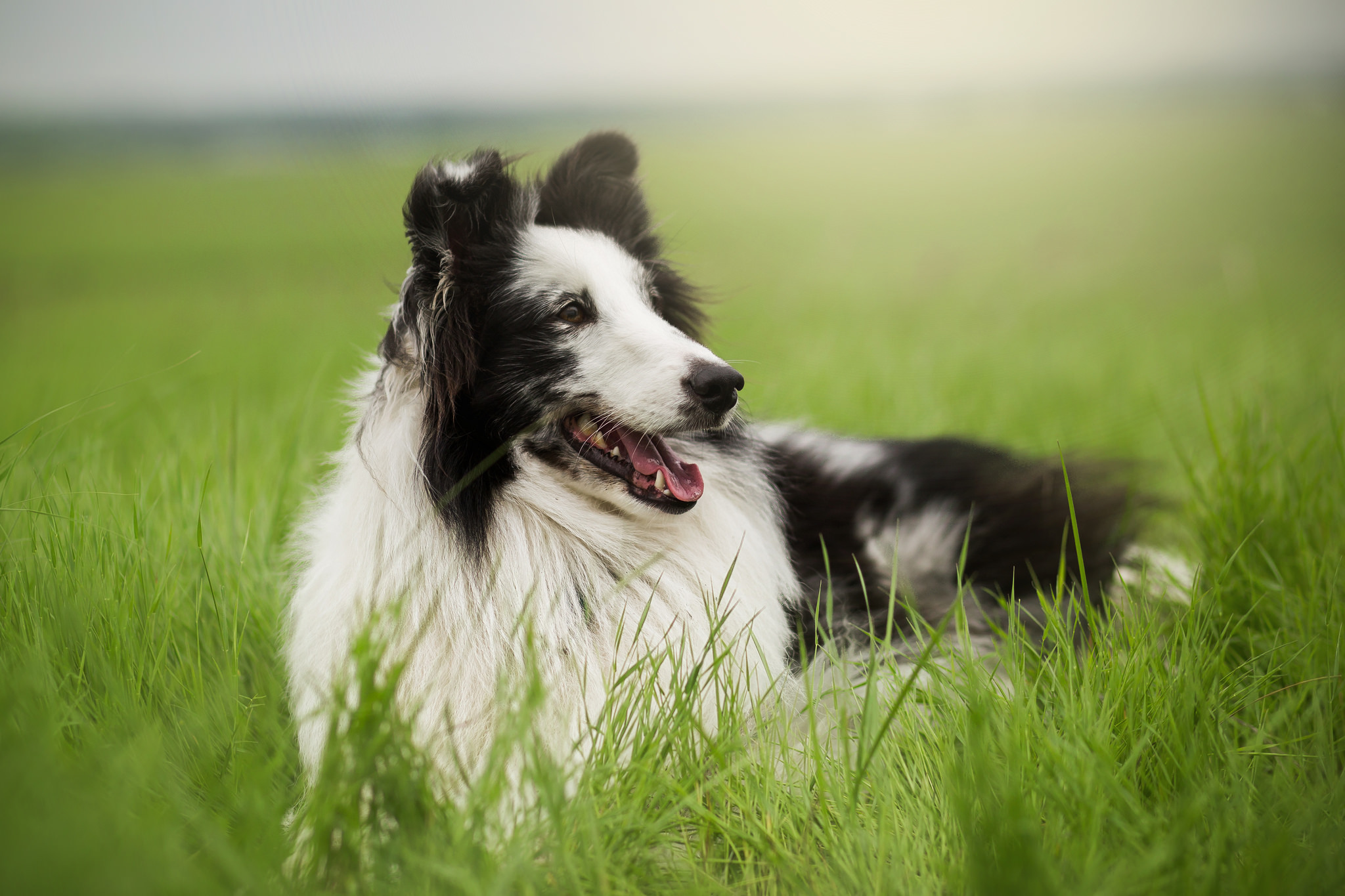 Baixar papel de parede para celular de Animais, Cães, Cão gratuito.