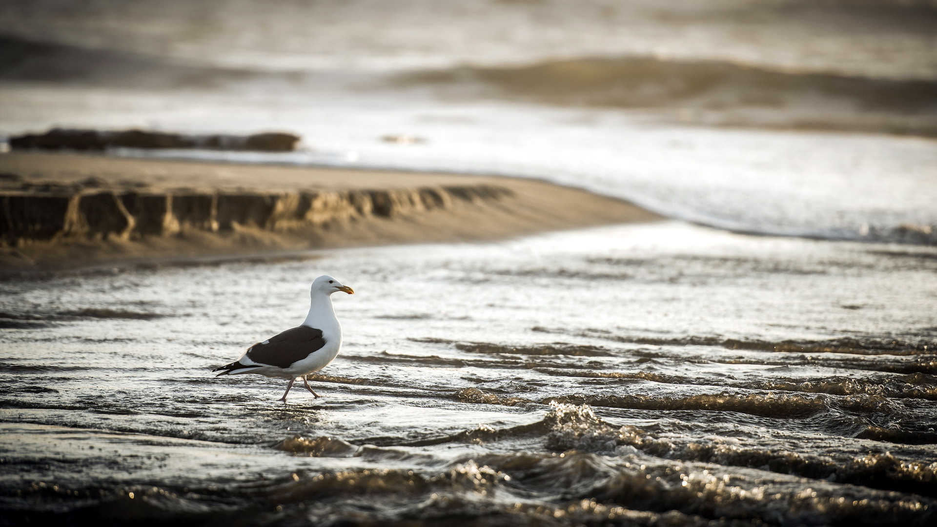 Laden Sie das Tiere, Vögel, Seemöve-Bild kostenlos auf Ihren PC-Desktop herunter