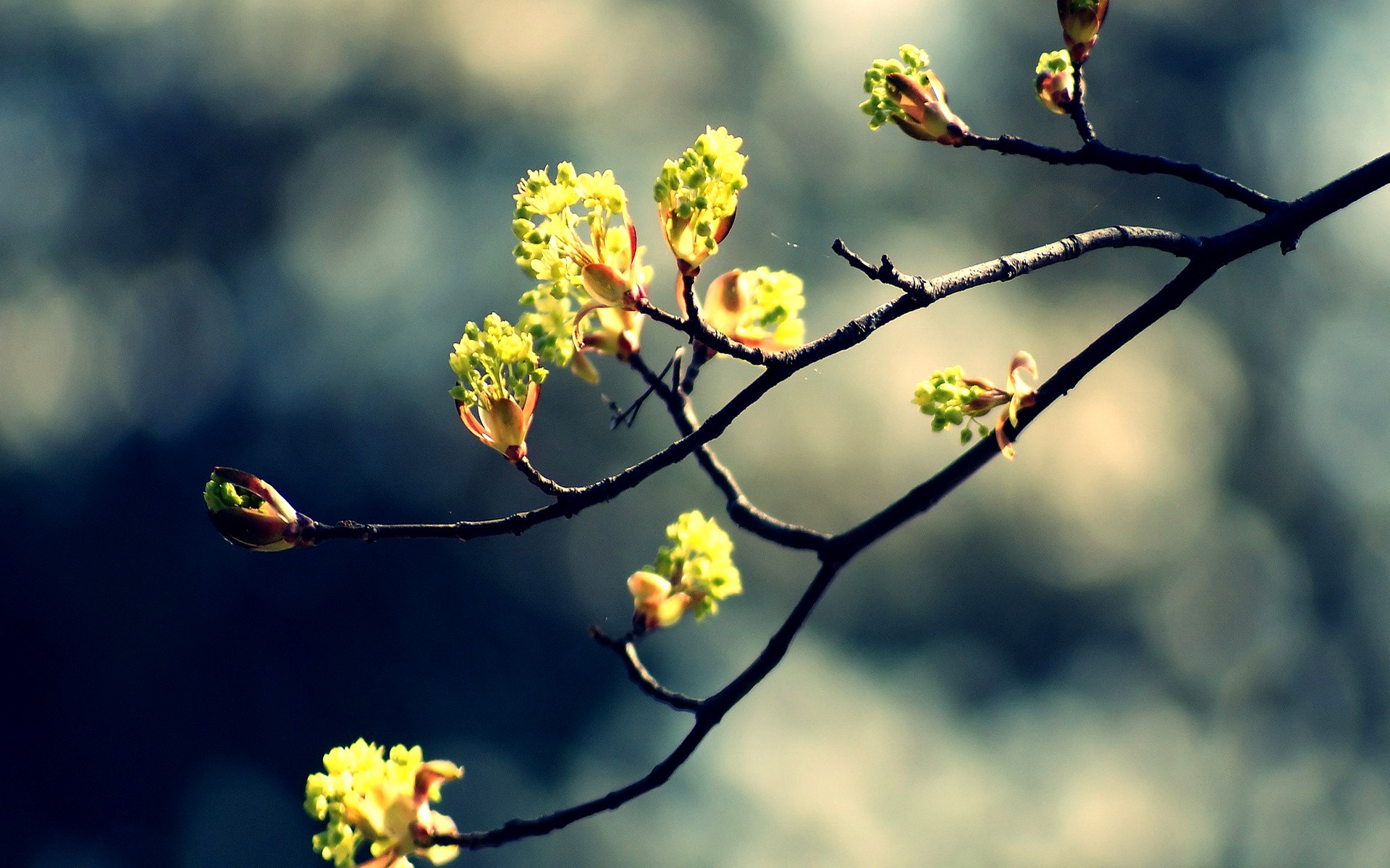 Free download wallpaper Earth, Blossom on your PC desktop