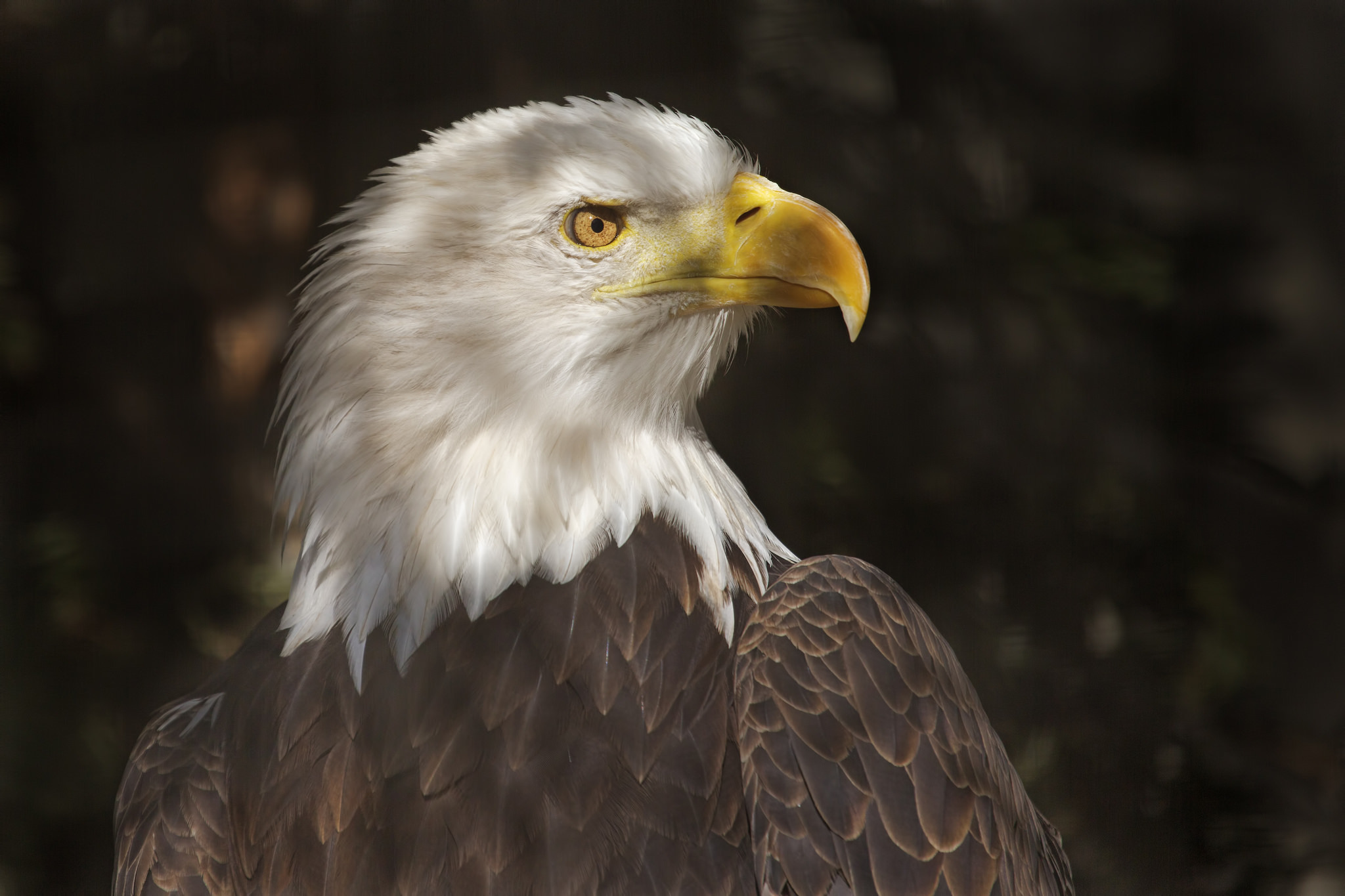 Téléchargez gratuitement l'image Animaux, Oiseau, Le Bec, Pygargue À Tête Blanche, Des Oiseaux, Oiseau De Proie sur le bureau de votre PC