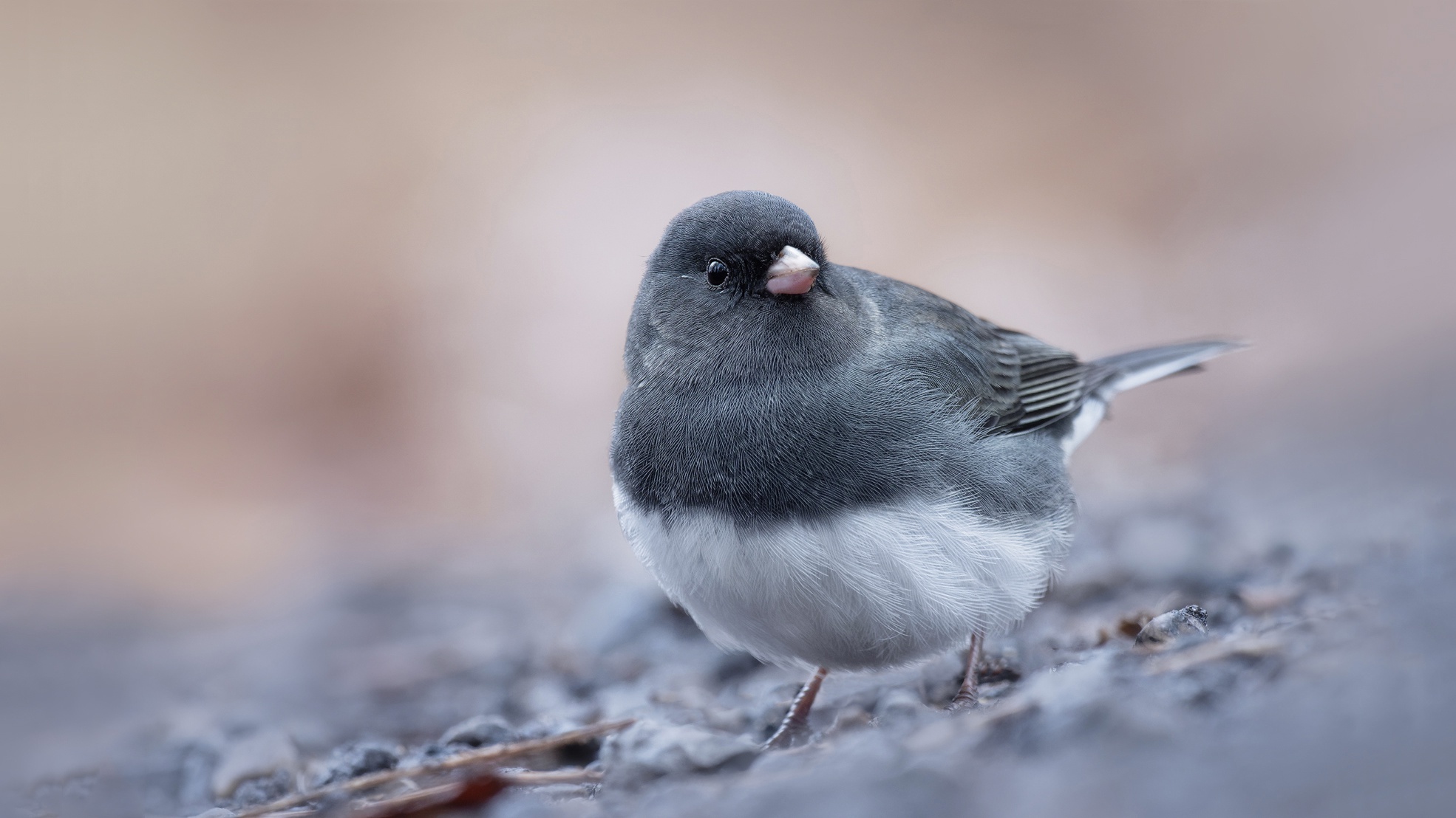 Téléchargez des papiers peints mobile Animaux, Oiseau, Des Oiseaux gratuitement.