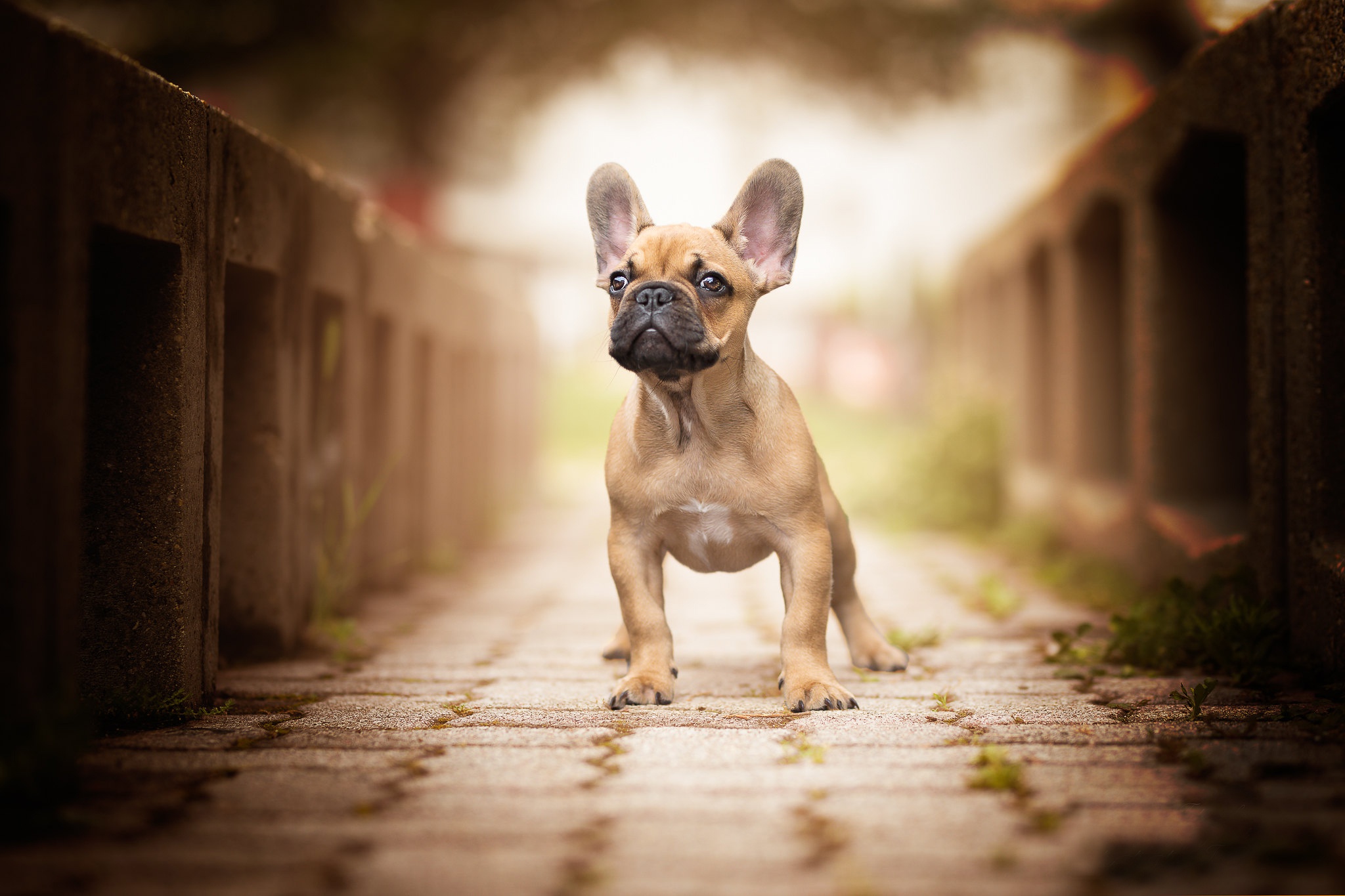 Free download wallpaper Dogs, Dog, Animal, French Bulldog on your PC desktop