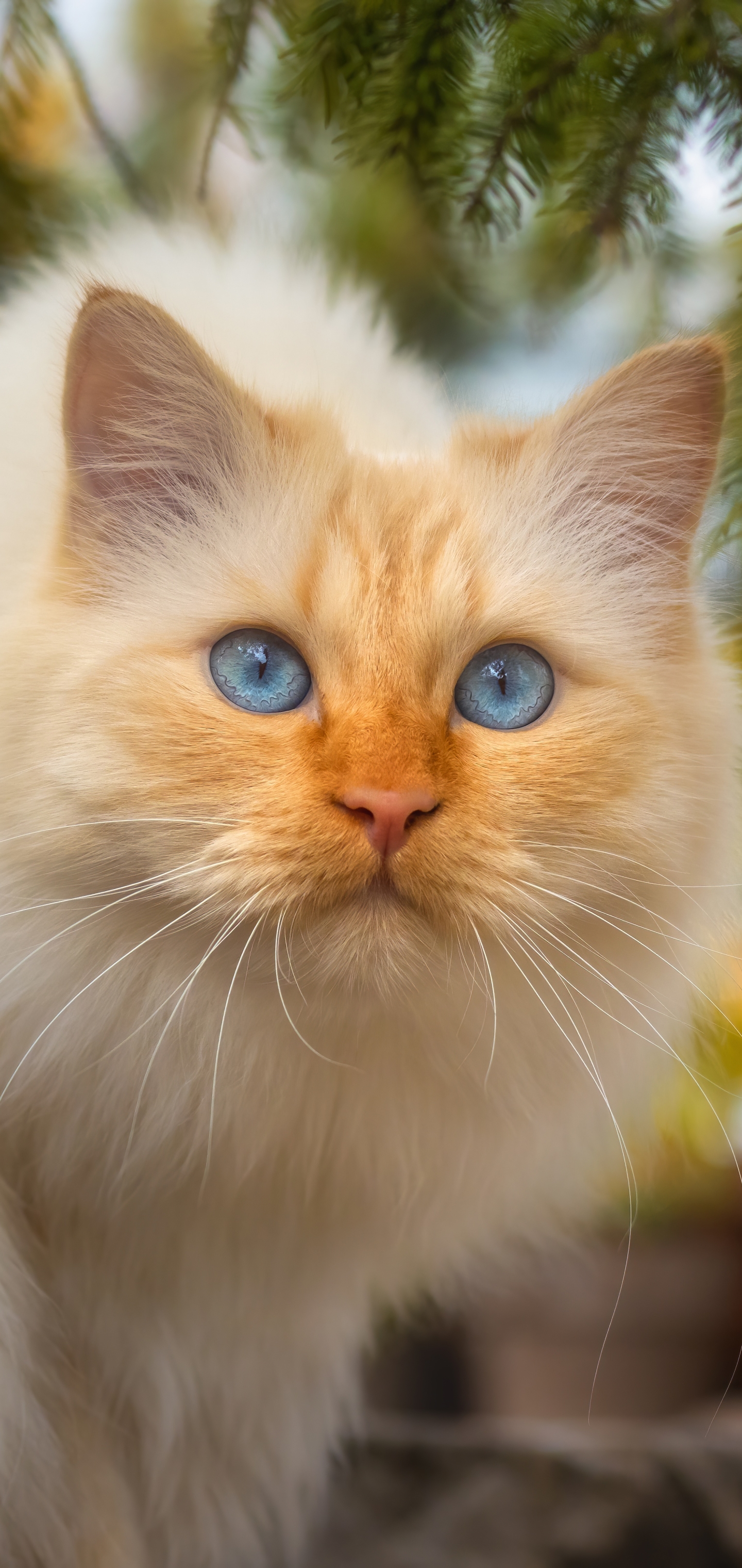 Téléchargez gratuitement l'image Animaux, Chats, Chat sur le bureau de votre PC