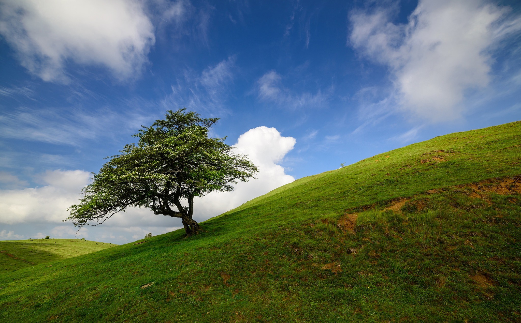 Download mobile wallpaper Nature, Trees, Sky, Tree, Earth, Hill, Cloud, Lonely Tree for free.