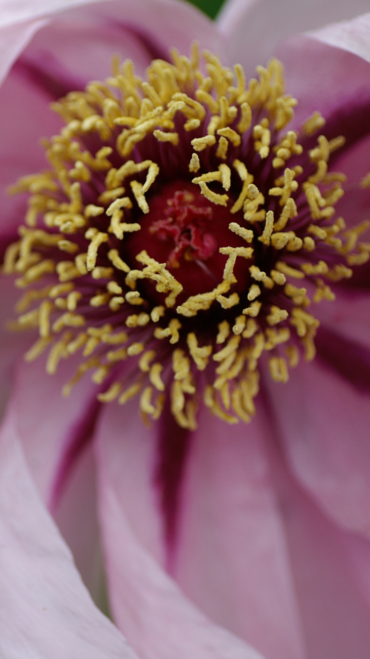 Descarga gratuita de fondo de pantalla para móvil de Flores, Flor, Tierra/naturaleza.