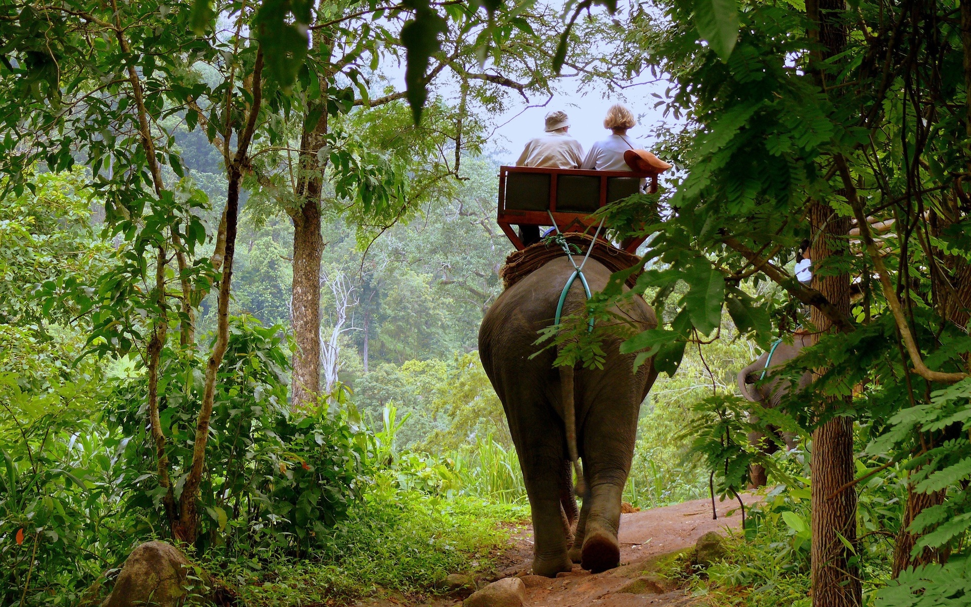 261612 скачать картинку слоны, животные, азиатский слон - обои и заставки бесплатно
