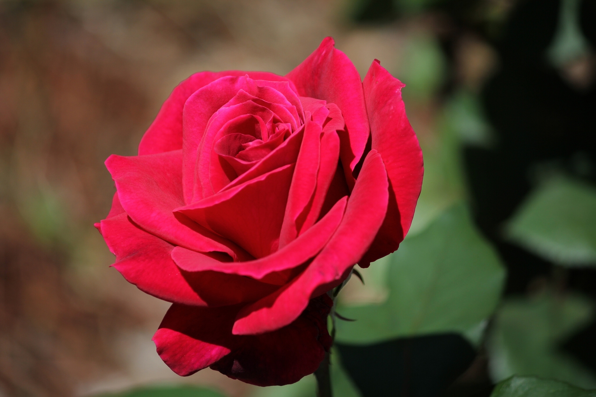 491008 Bildschirmschoner und Hintergrundbilder Blumen auf Ihrem Telefon. Laden Sie  Bilder kostenlos herunter