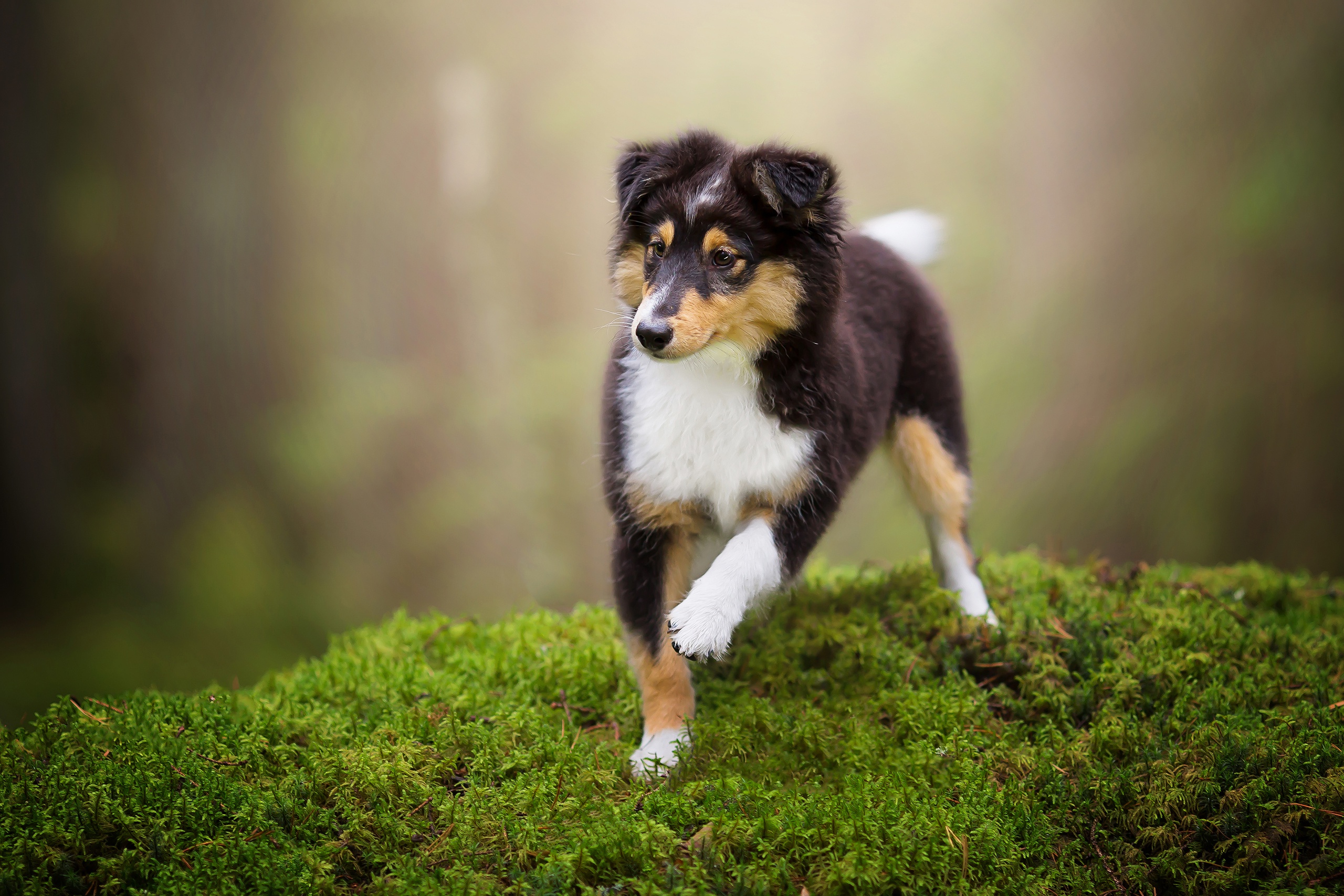 Download mobile wallpaper Dogs, Dog, Animal, Puppy, Moss, Shetland Sheepdog, Baby Animal for free.