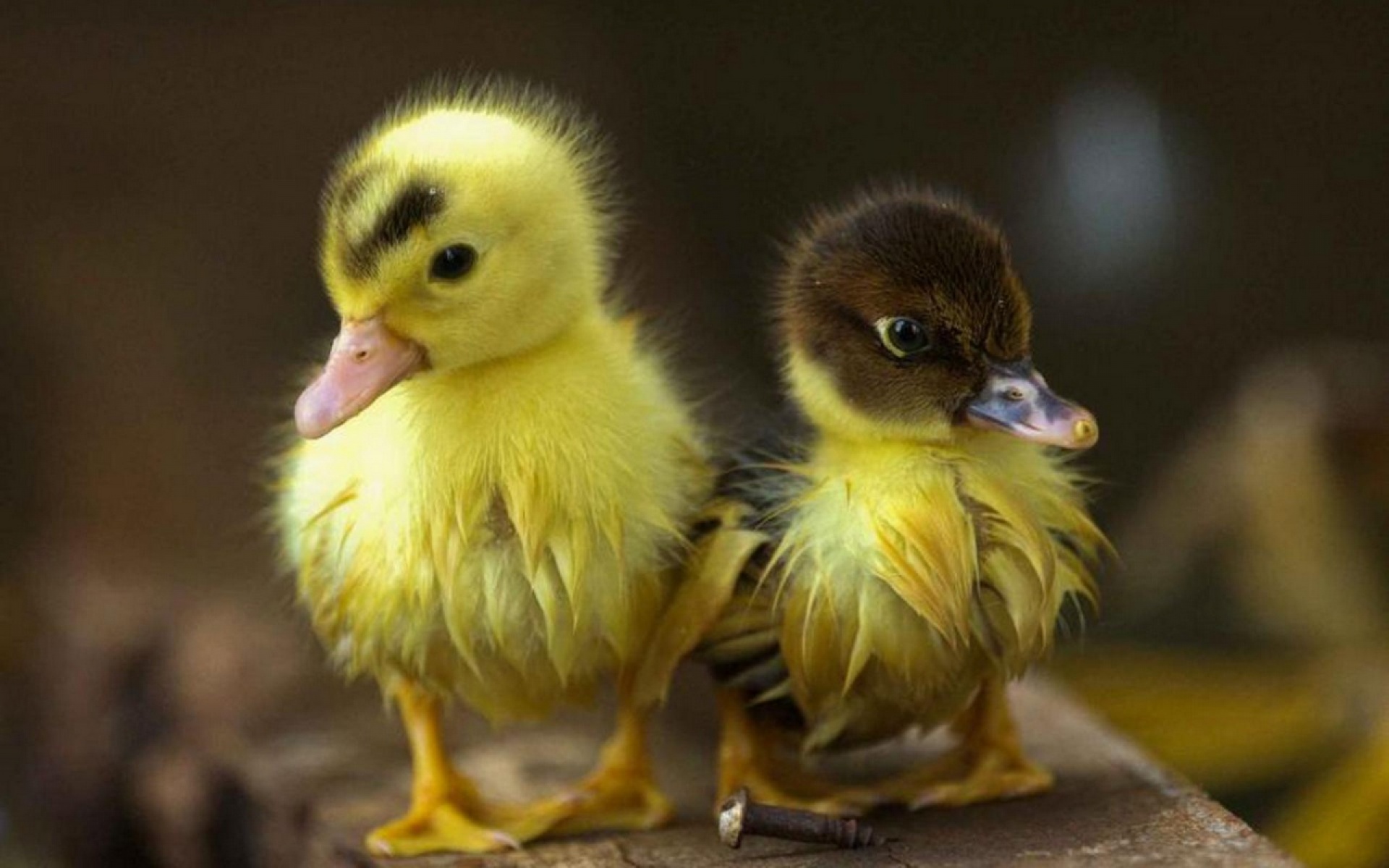 animal, duck, baby animal, cute, duckling, birds