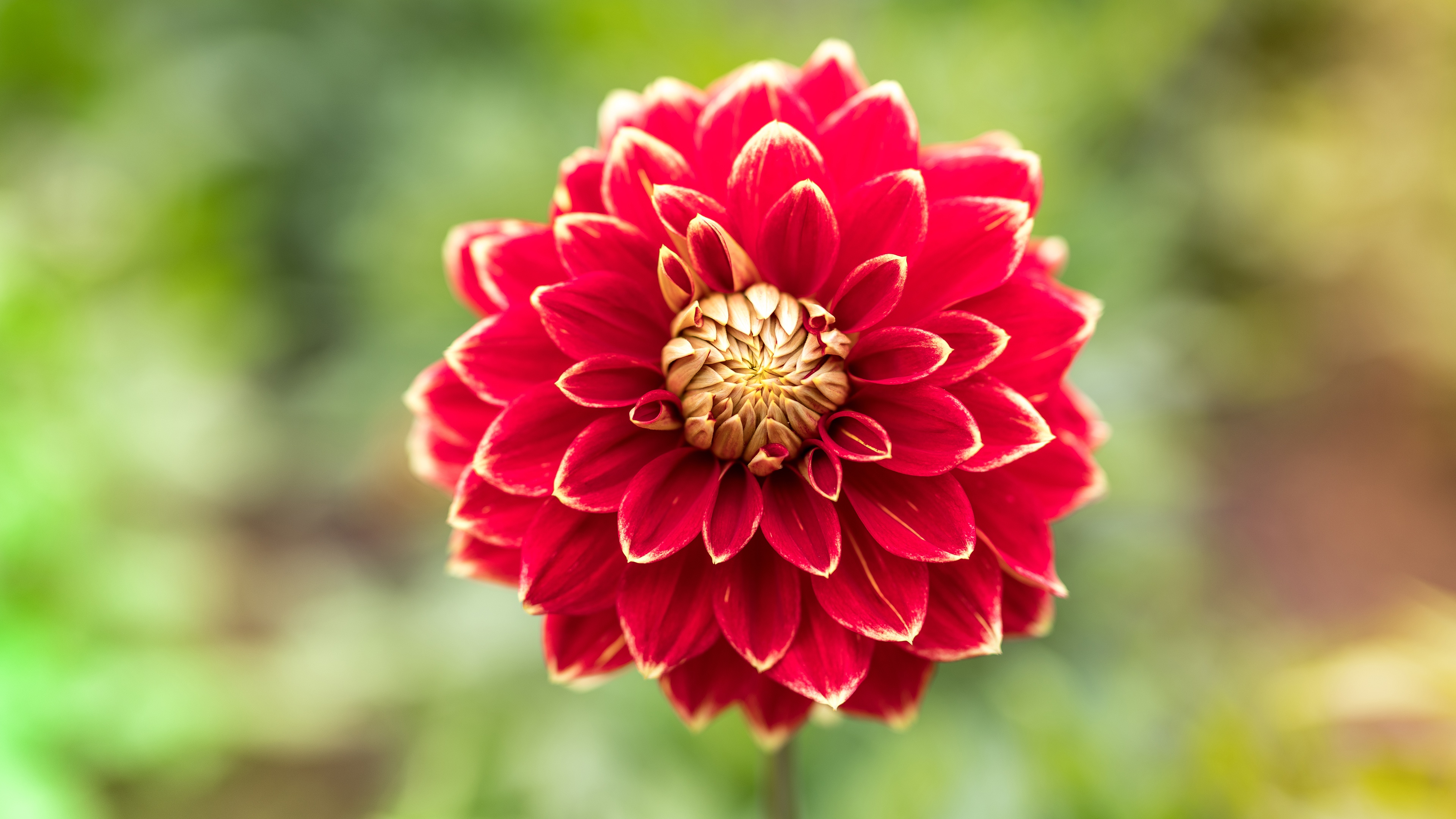 Free download wallpaper Flowers, Earth, Dahlia on your PC desktop