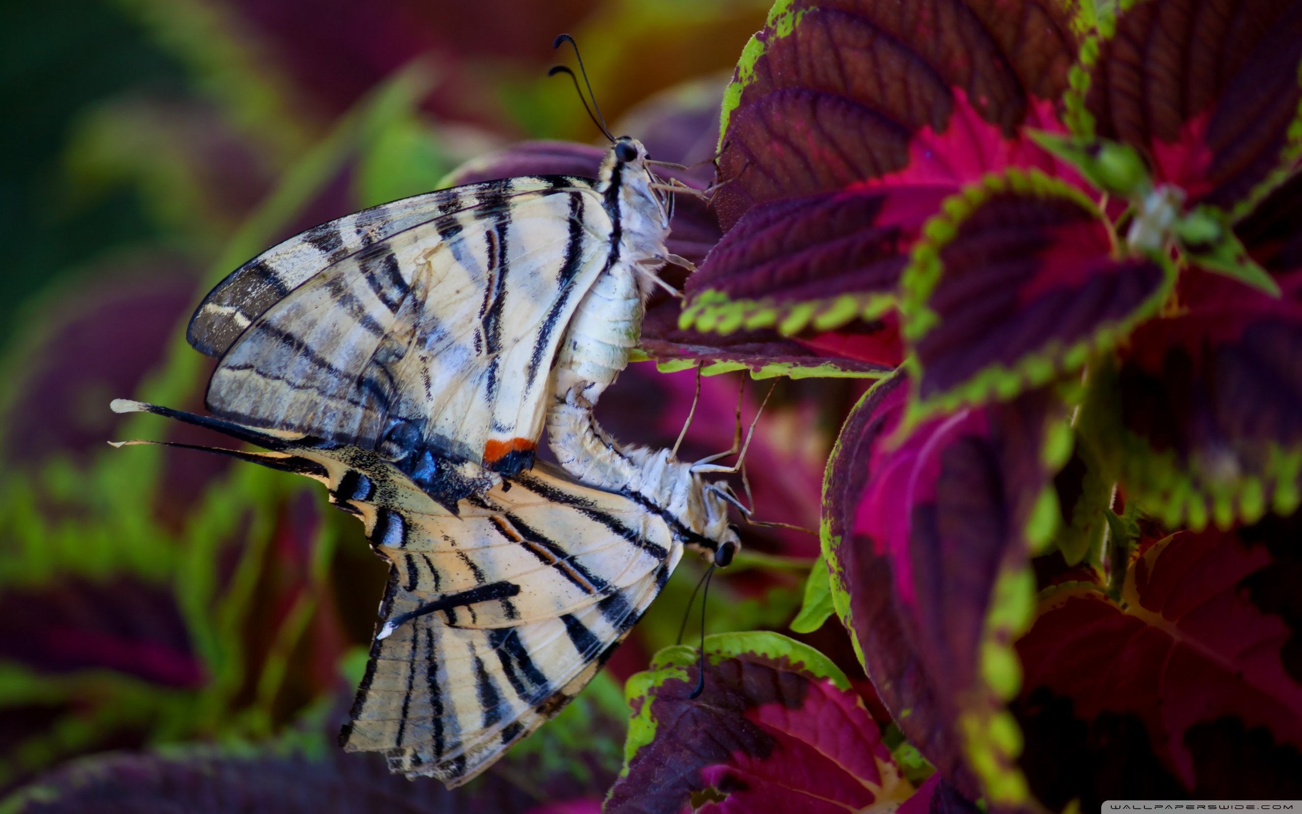 Download mobile wallpaper Butterfly, Animal for free.